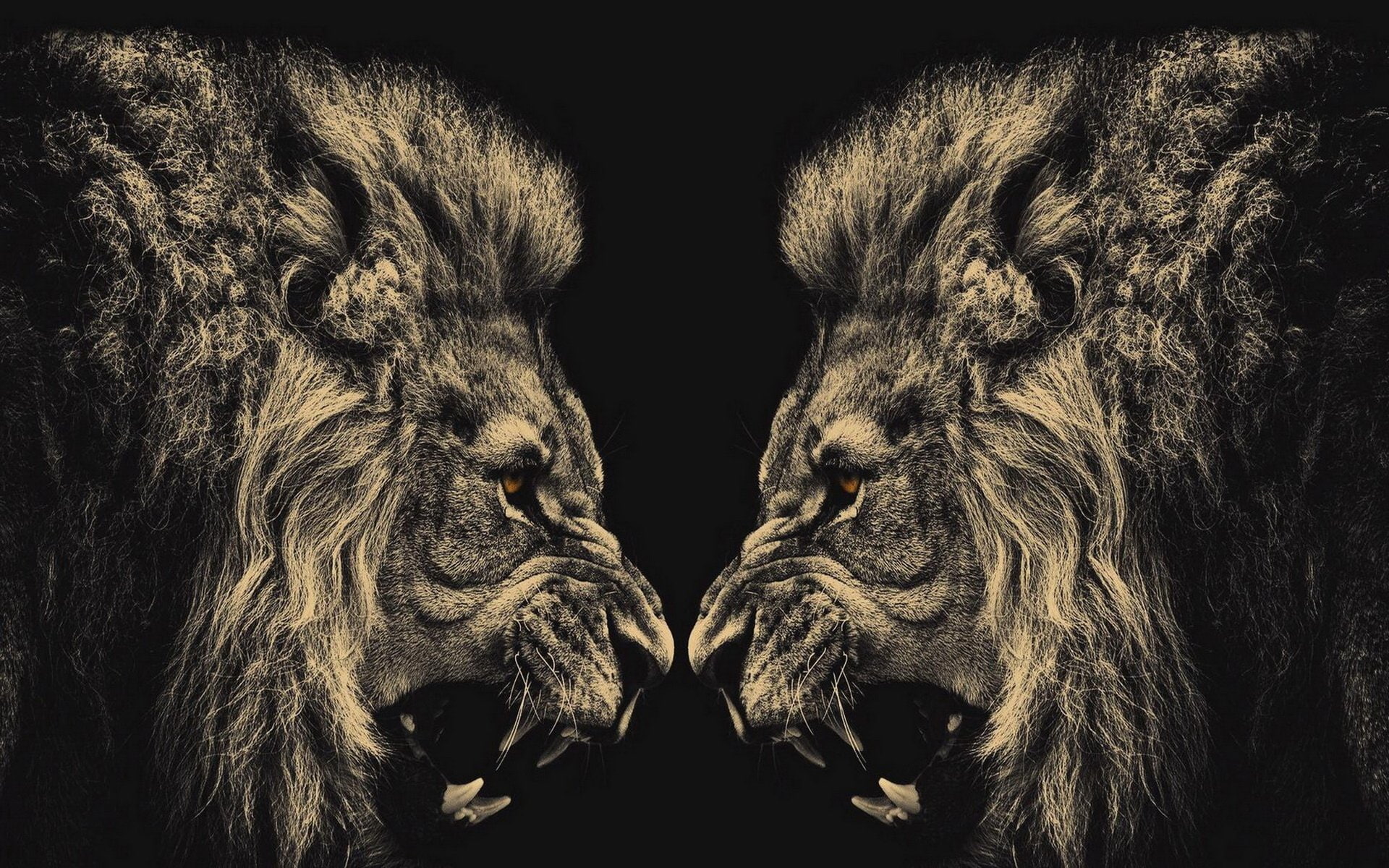 bust, animal wildlife, aggression, 1080P, Lion, fur, lion - Feline, mammal, wildlife, domestic animals, no People, large, studio shot, big Cat, cat, herbivorous, HD Wallpaper