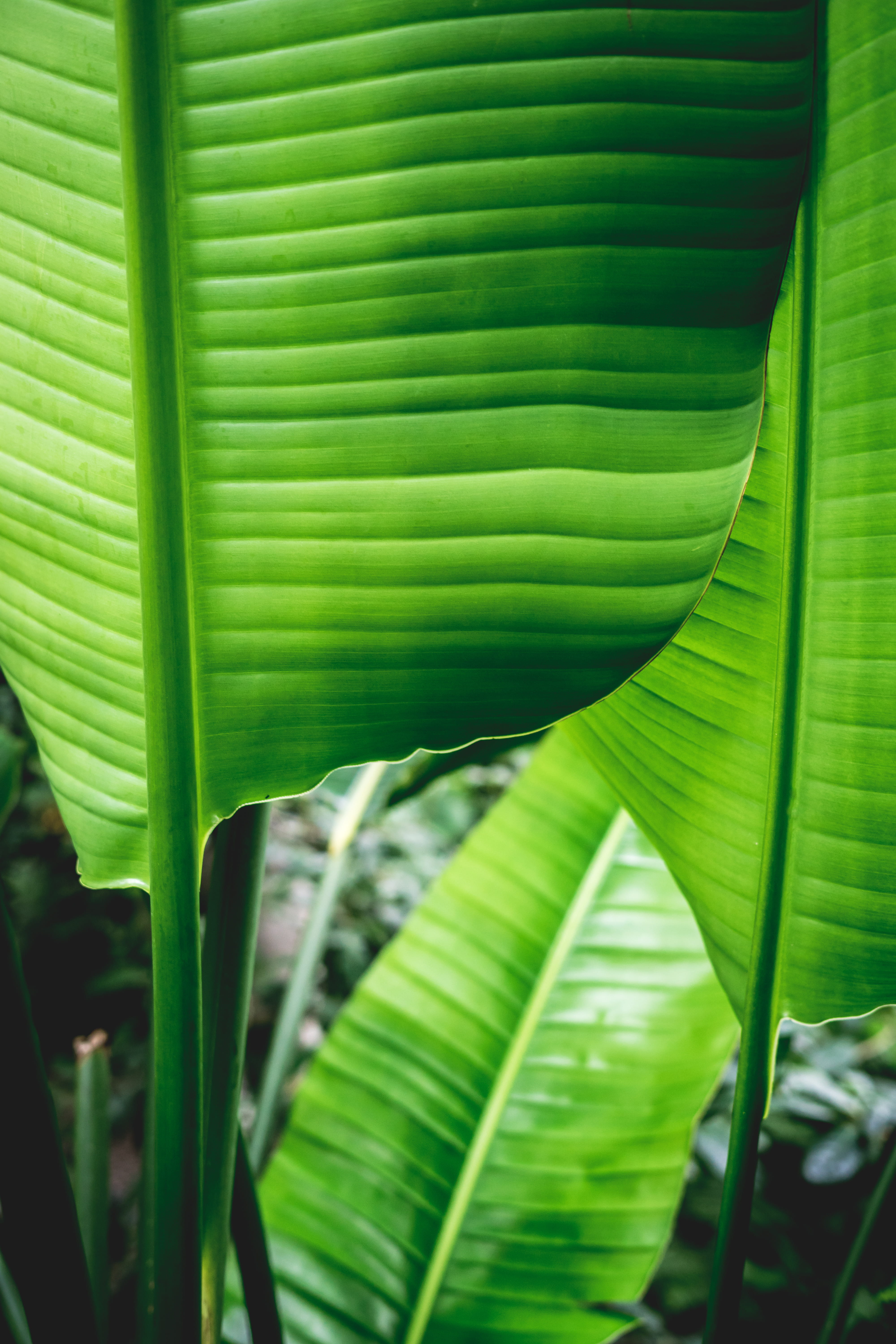 photography, palm leaf, nature, plant, green, plant part, growth, selective, outdoors, leaf, green color, palm, pattern, focus, no people, banana, beauty in nature, Phone HD Wallpaper
