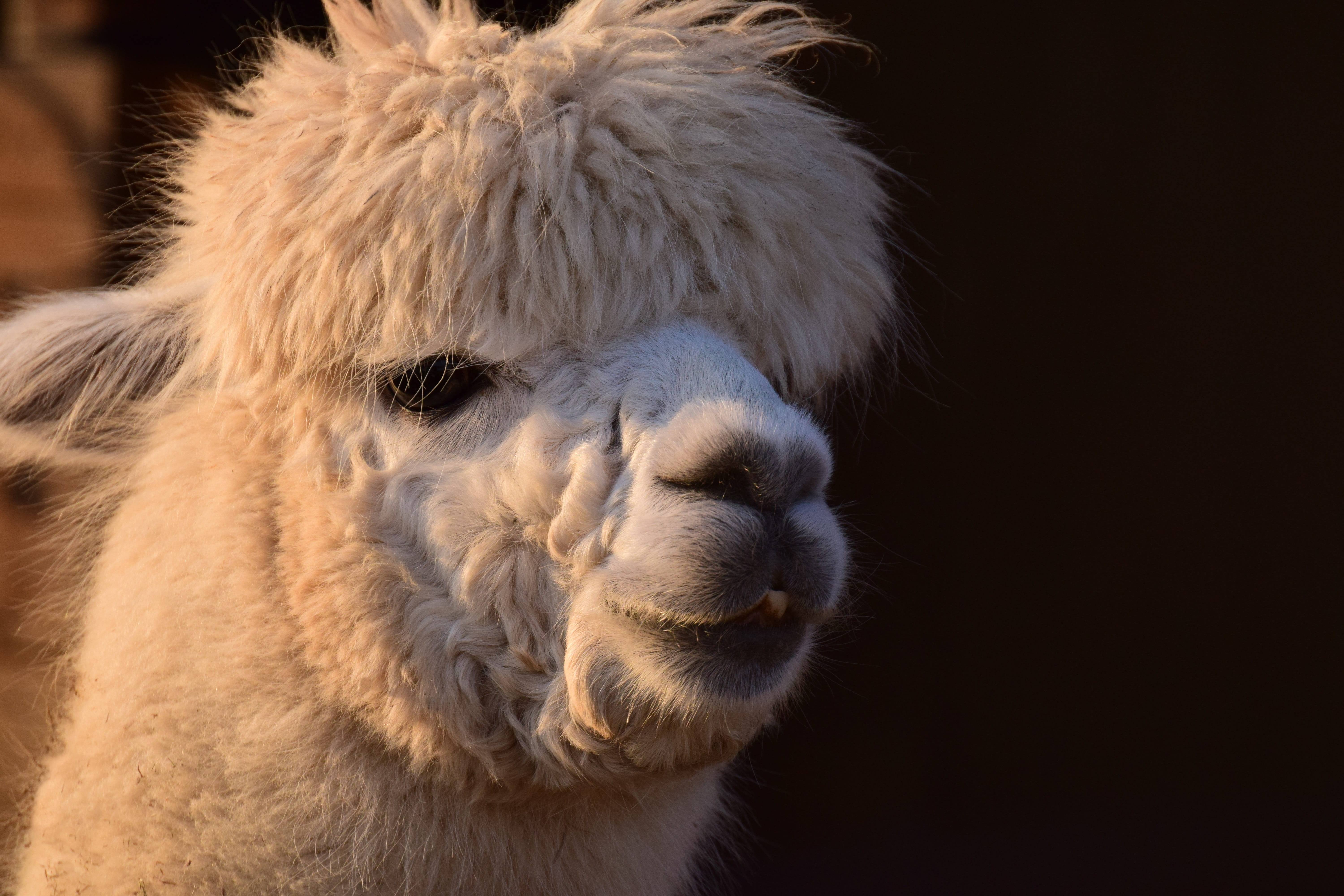 curiosity, animal themes, one animal, animal wildlife, animal world, fur, white, close, pets, portrait, head, no people, eyes, lama, livestock, vertebrate, HD Wallpaper