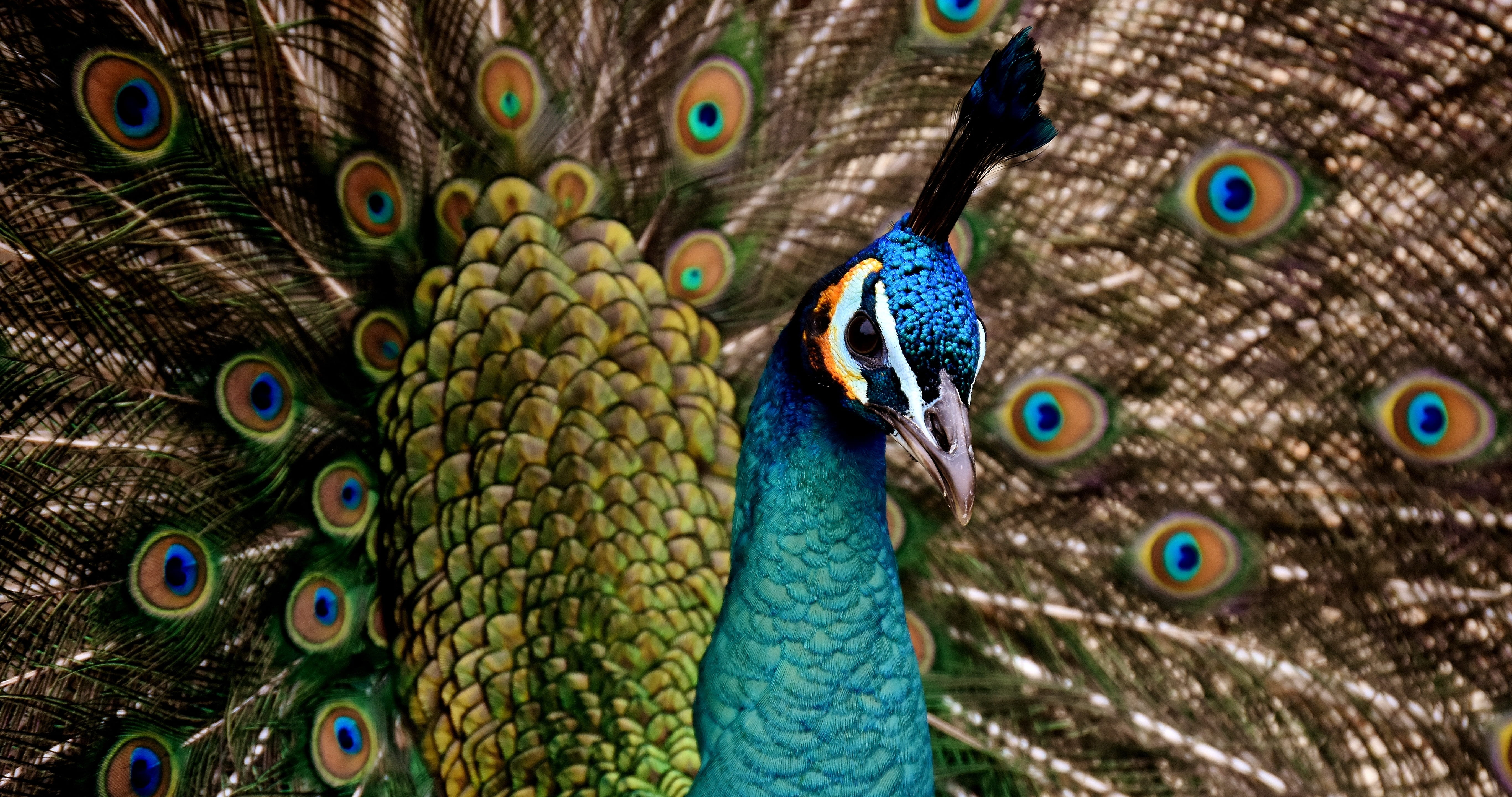 fanned out, bird, animal body part, colorful, animal wildlife, day, animal themes, natural pattern, beauty in nature, bust, one animal, peacock feather, HD Wallpaper