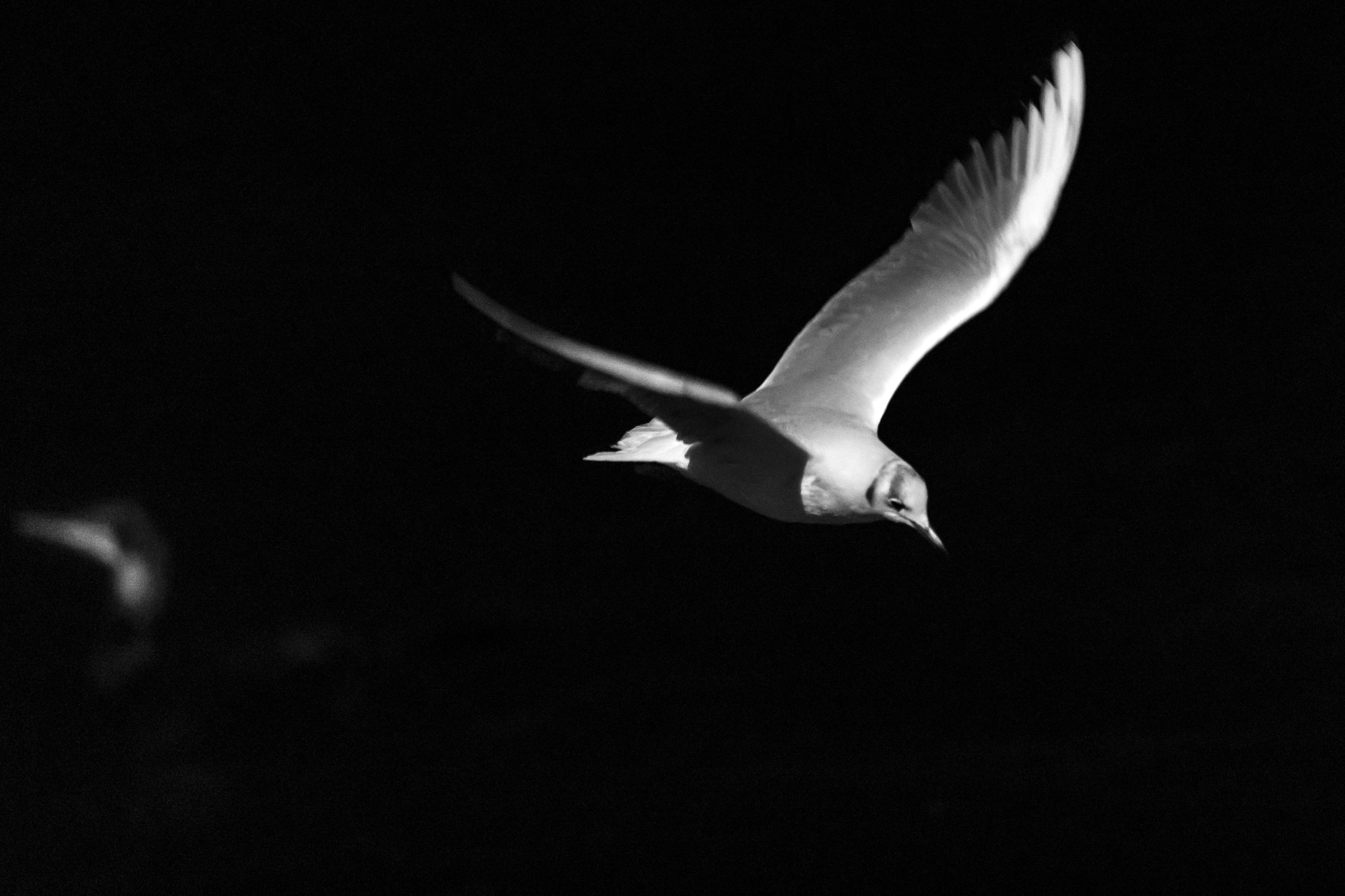 animal wildlife, 5K, one animal, animal, sea, nature, wind, animal body part, vertebrate, dom, sea bird, spread wings, night, freedom, birds, silhouette, HD Wallpaper