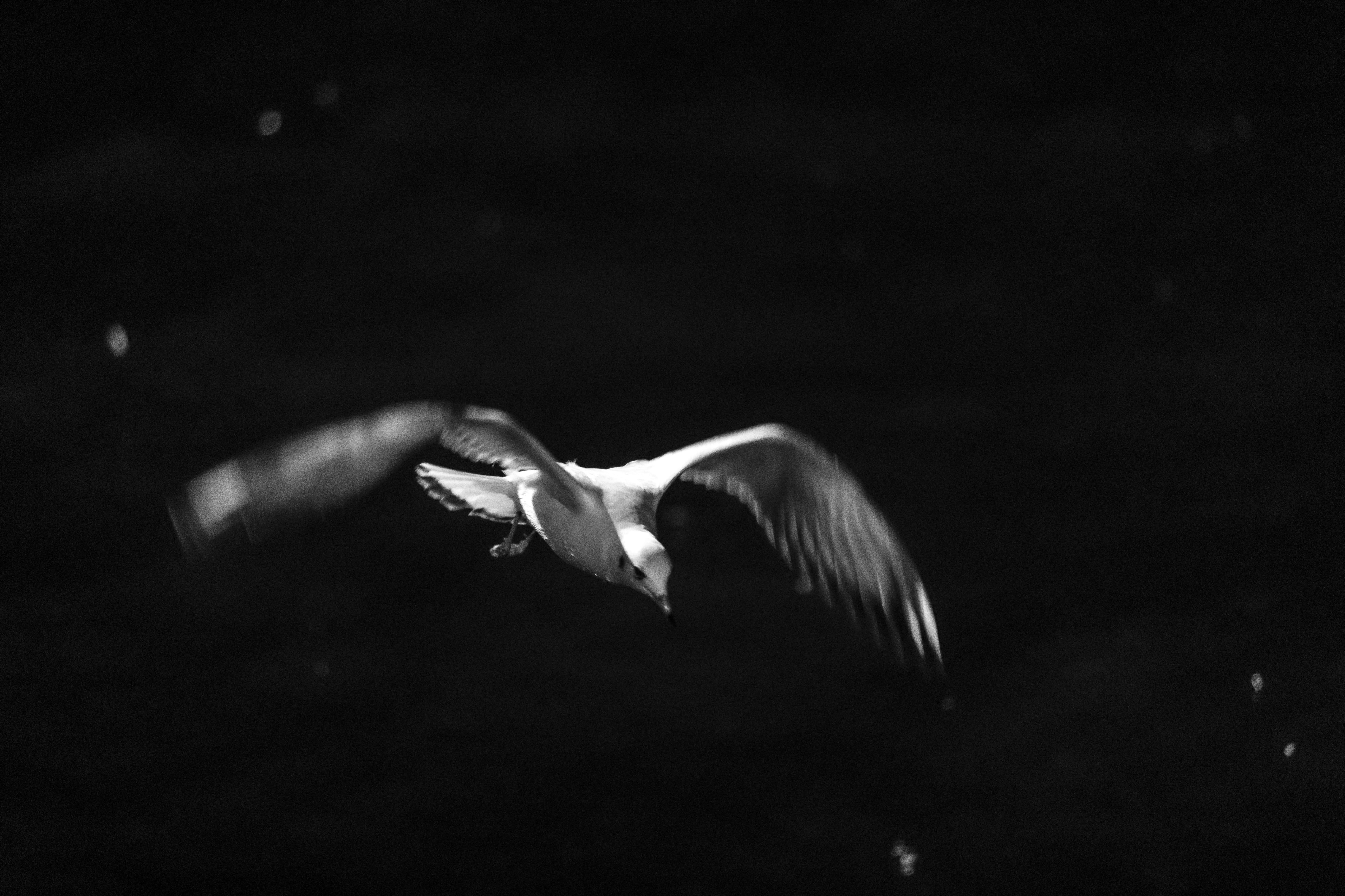 teamwork, motion, sky, animal body part, night, bird, nature, 5K, bosphorus, flying, one animal, sea, coastline, spread wings, black background, mid-air, HD Wallpaper