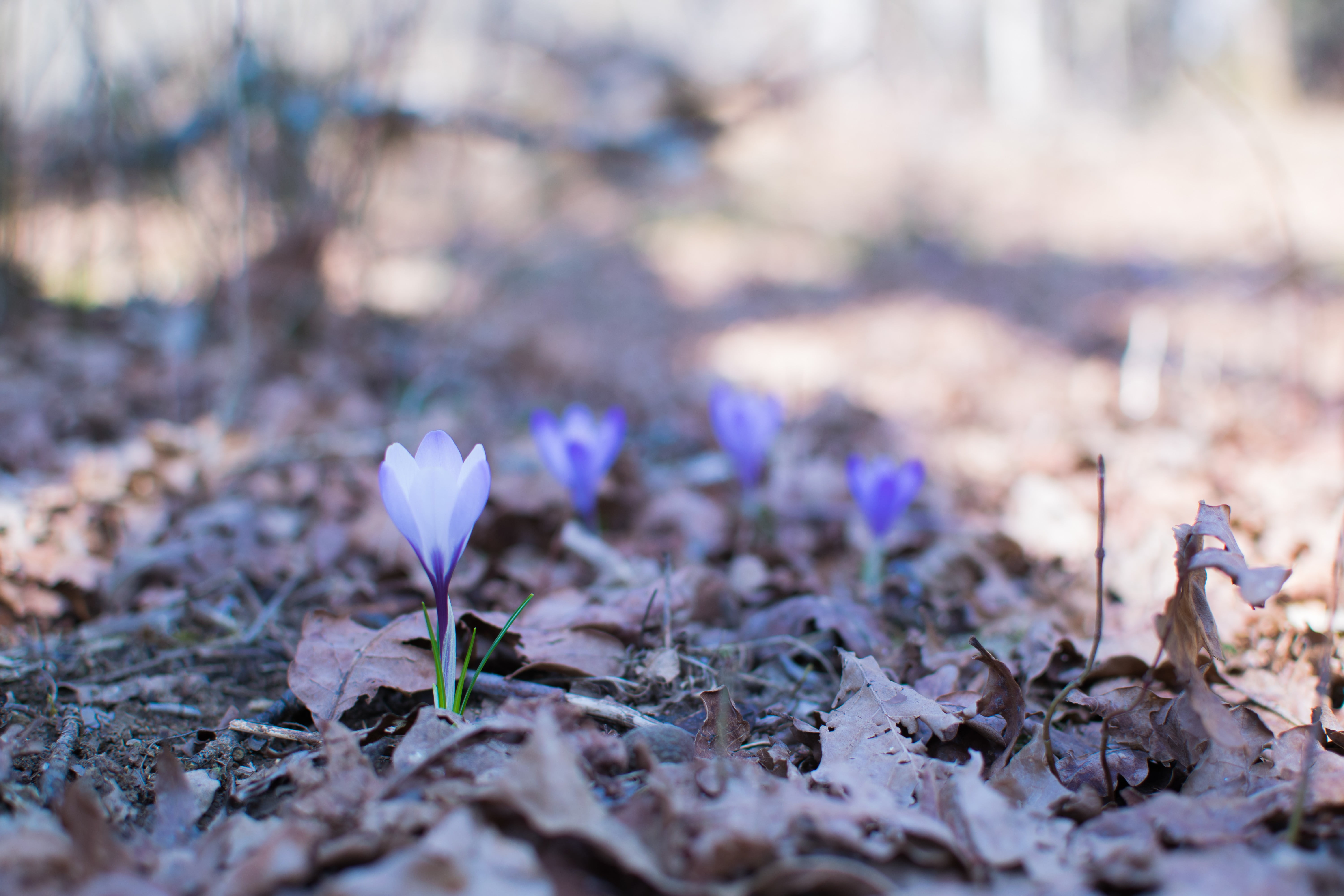 leaf, dry, plant part, bokeh, beauty in nature, close-up, herbarium, flower head, day, fragility, Nikon, flower, land, vulnerability, purple, freshness, HD Wallpaper