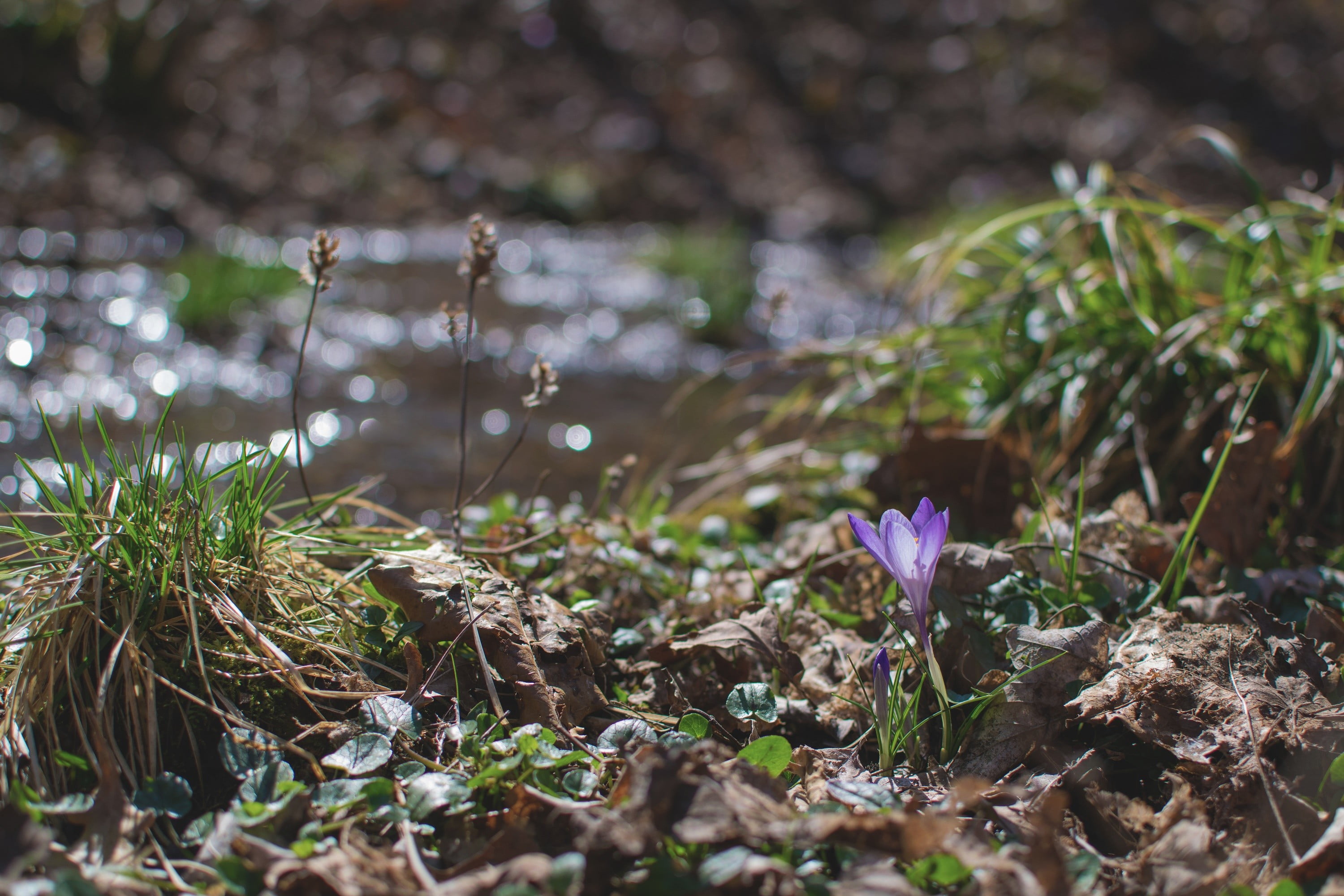 close-up, wood, Nikon, nature, selective focus, freshness, bokeh, vulnerability, tranquility, plant, focus on foreground, purple, depth of field, growth, HD Wallpaper