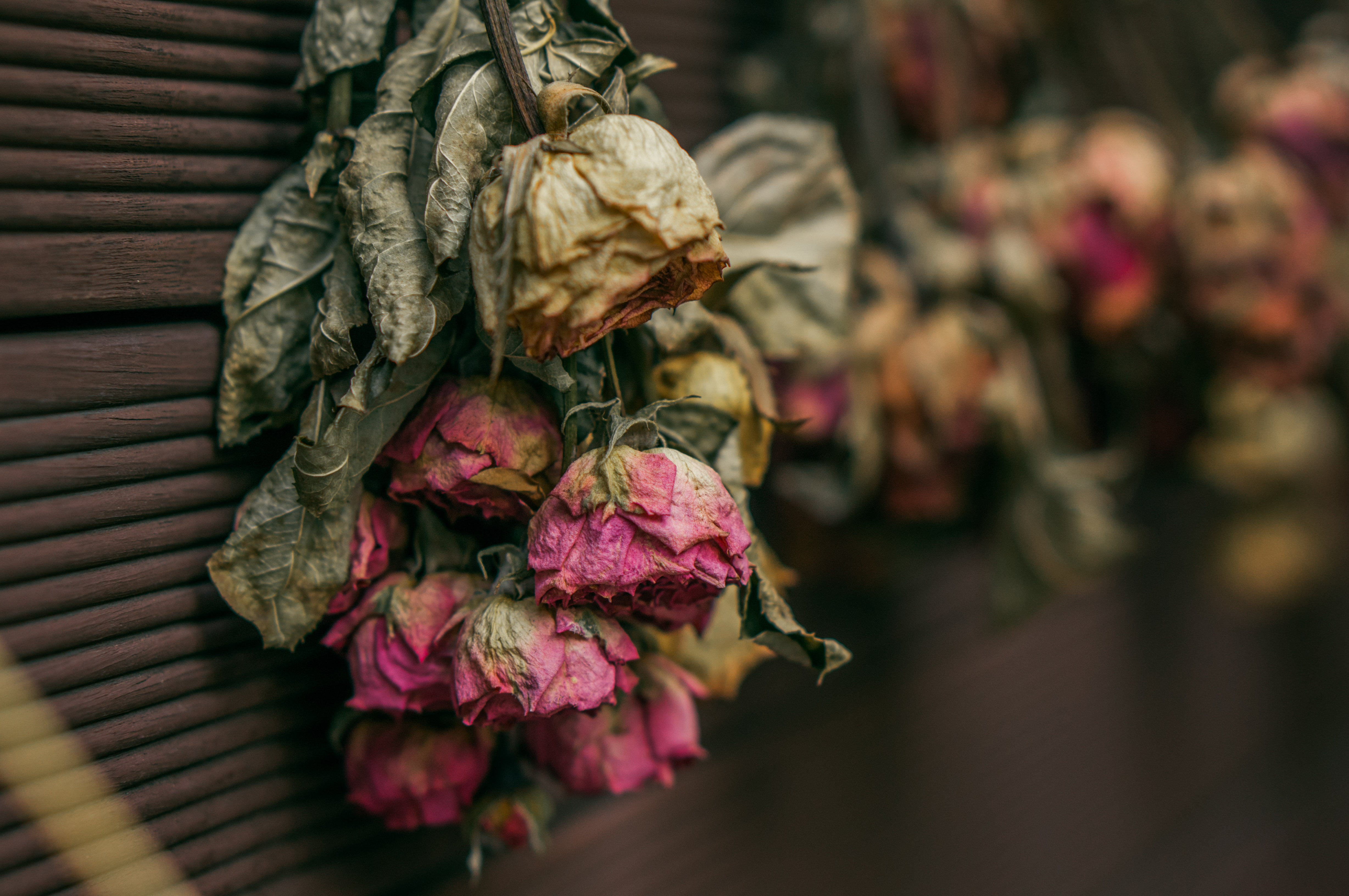 petal, nature, close-up, rose, roses, plant, pink color, fragility, flower arrangement, flower, 4K, flower head, dry, vulnerability, beauty in nature, HD Wallpaper