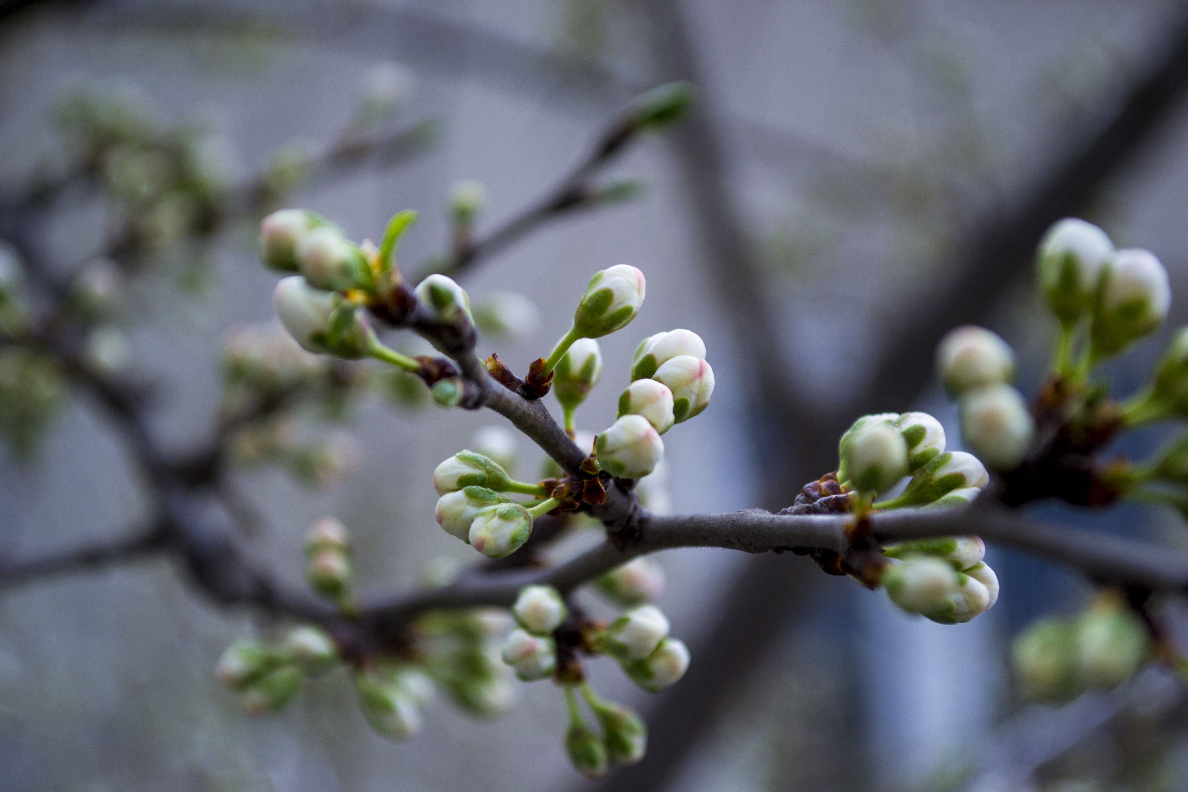 Spring, Herbarium, 4K, HD Wallpaper