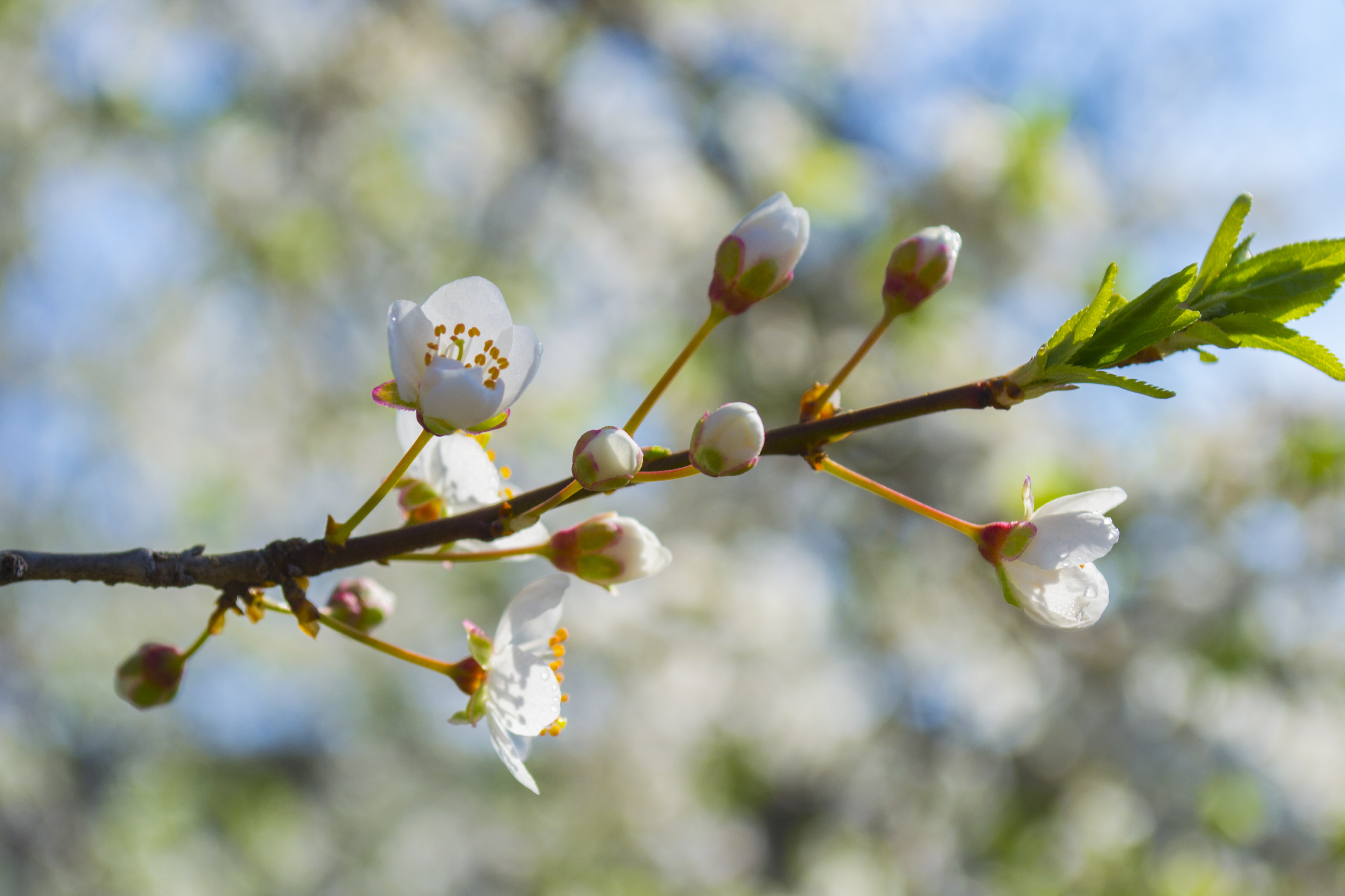 Spring, Herbarium, 4K, HD Wallpaper