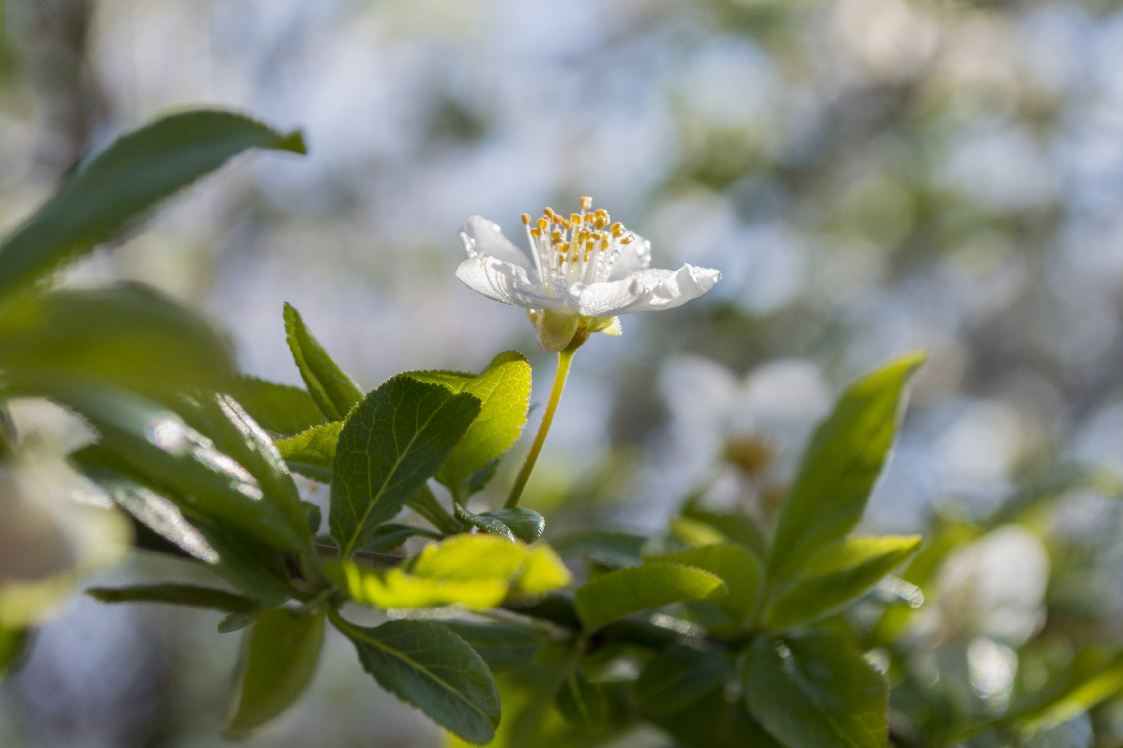 4K, Spring, Herbarium, HD Wallpaper