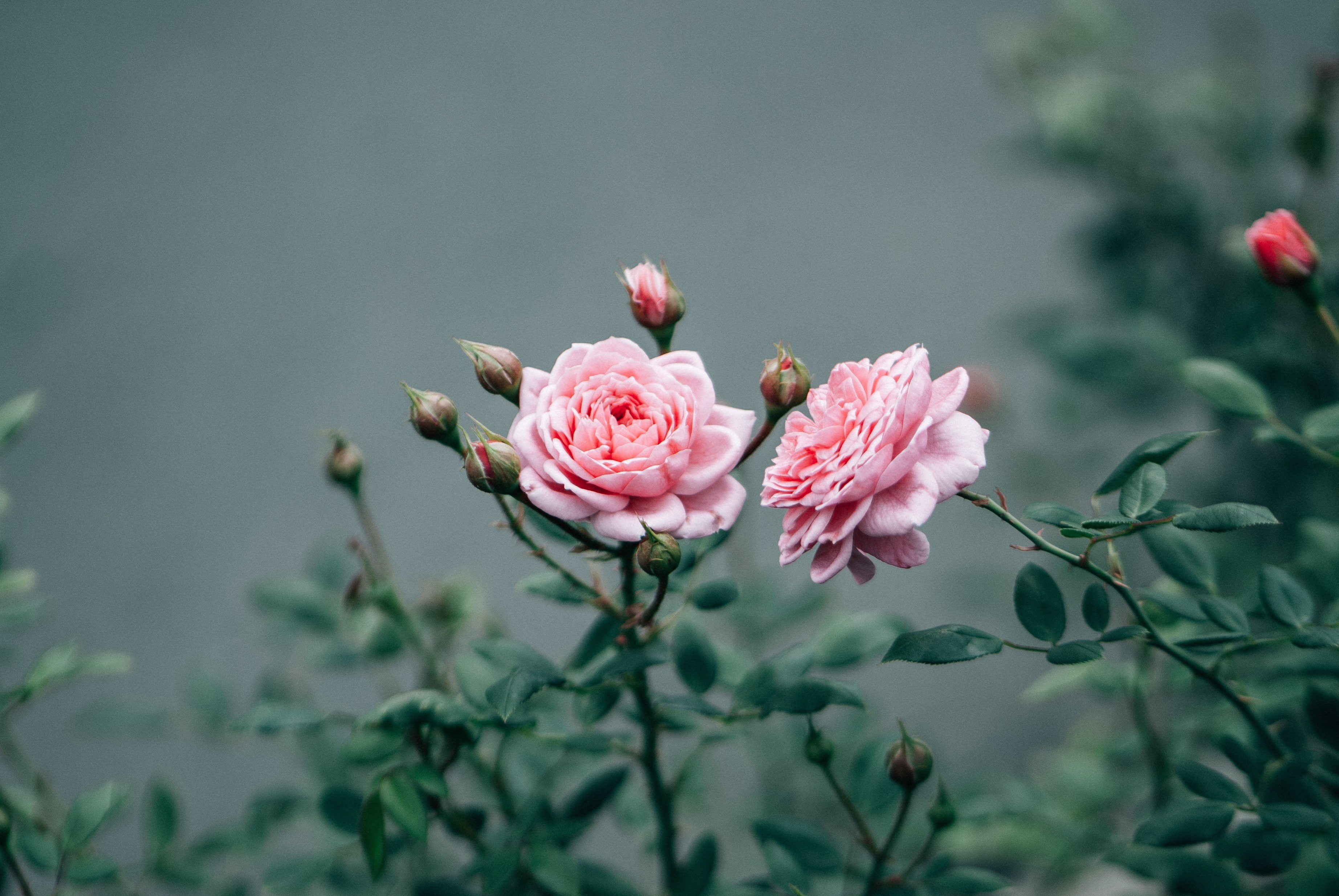 rose, Herbarium, Pink Flowers, 2K, HD Wallpaper