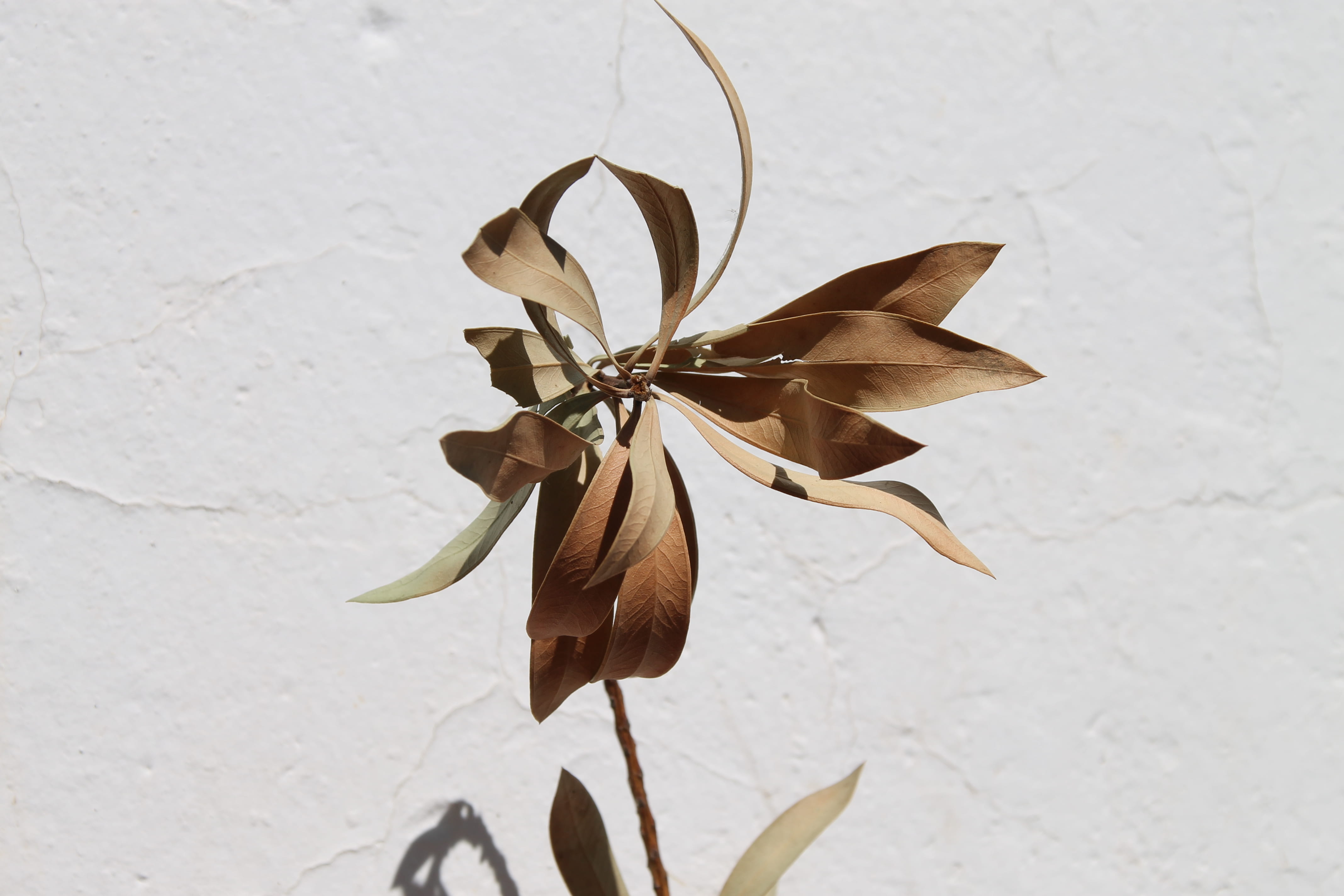 plant part, flower, nature, focus on foreground, flower head, petal, day, leaves, herbarium, white color, plant, wall - building feature, flowering plant, HD Wallpaper