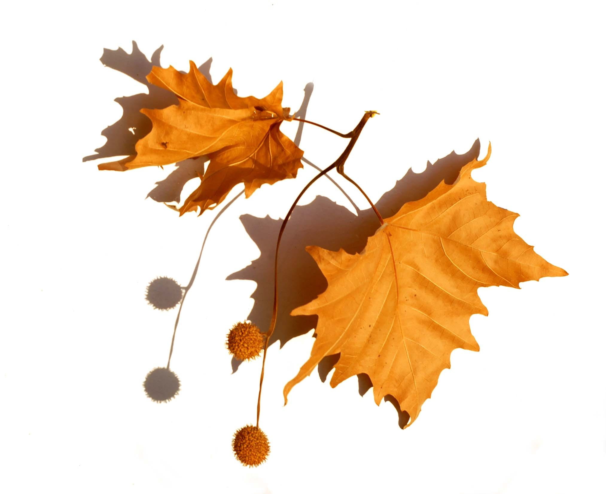 white background, vulnerability, autumn, beauty in nature, leaf, dry leaves, plant, 1080P, close-up, fruits, orange color, outdoors, falling, seeds, maple tree, HD Wallpaper
