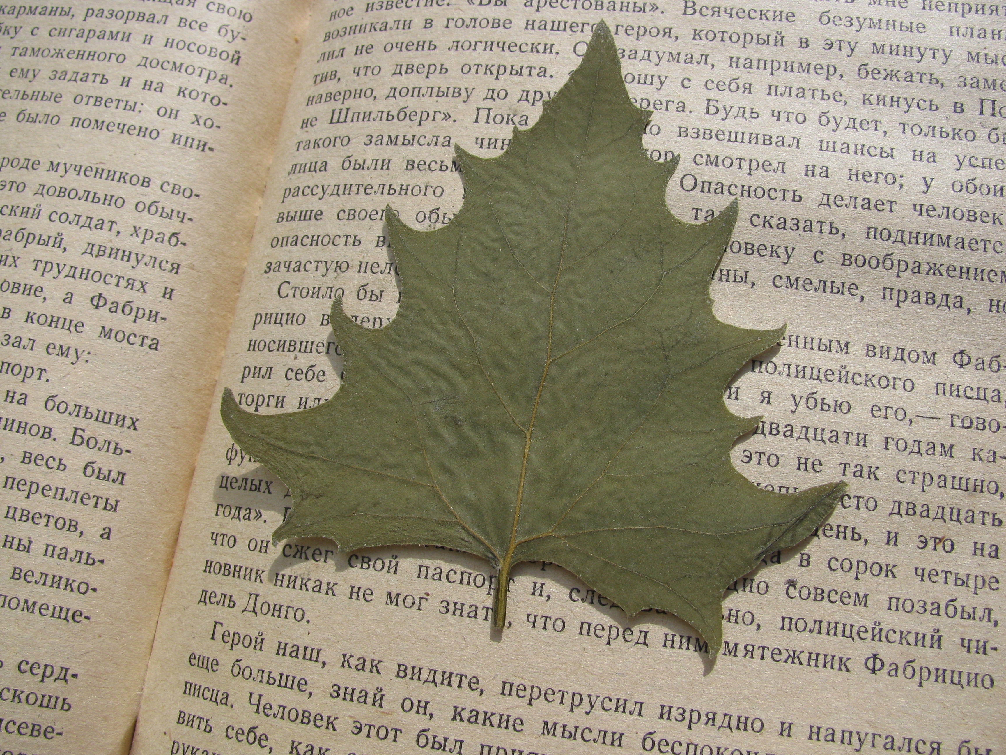 studying, sheet, paper, full frame, newspaper, map, close-up, architecture, leaf, 2K, book, no people, plant part, leaves, religion, text, page, indoors, HD Wallpaper