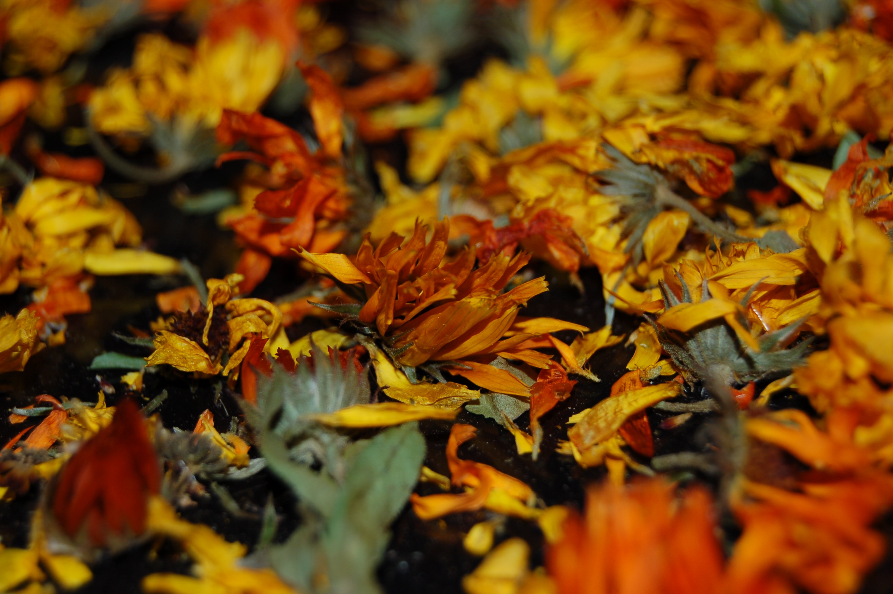 field, flowers, multi Colored, macro, beauty in nature, herbarium, leaves, closeup, autumn, maple leaf, change, outdoors, dried flowers, plant part, bright, HD Wallpaper