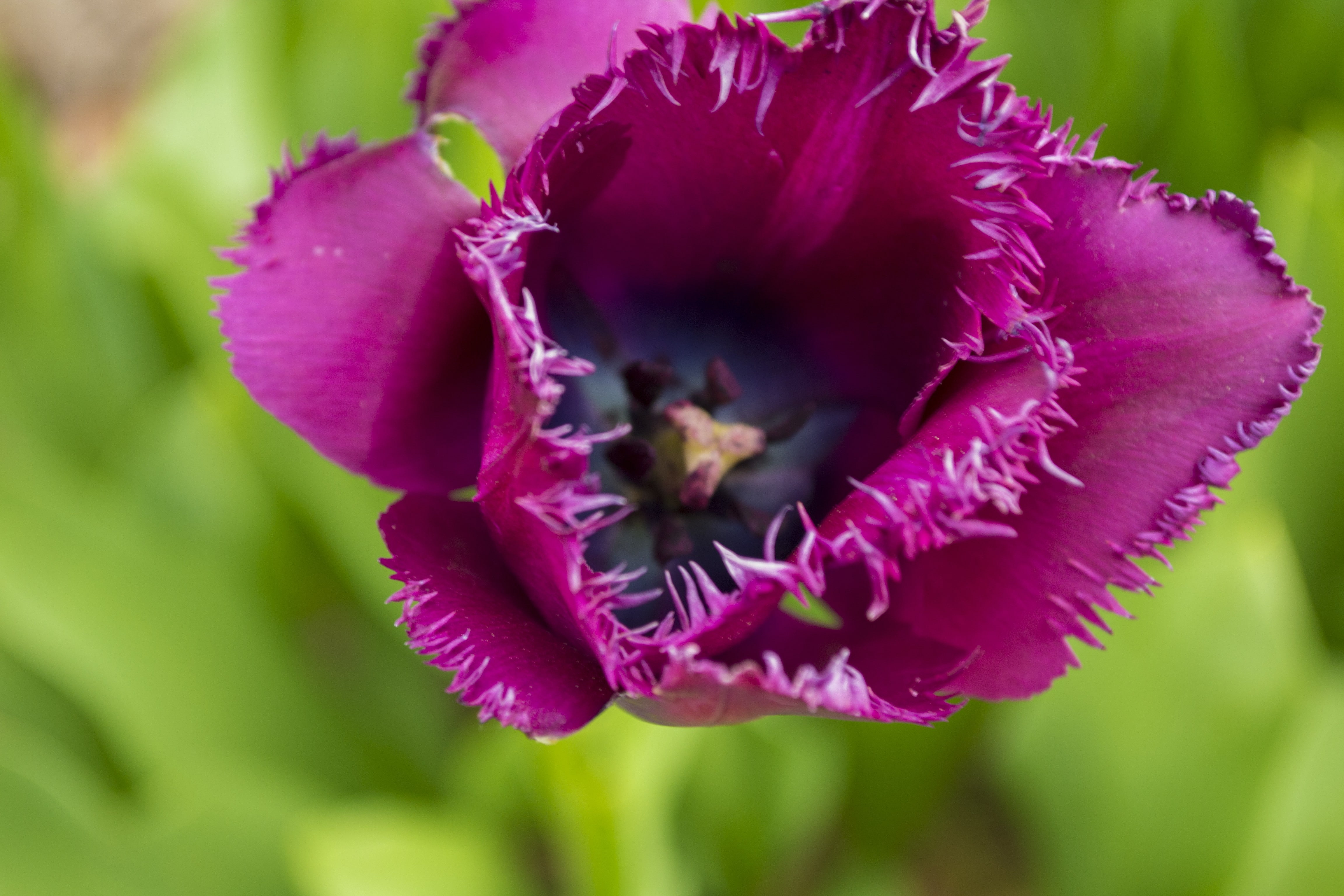4K, tulips, Hot Spring, Herbarium, HD Wallpaper
