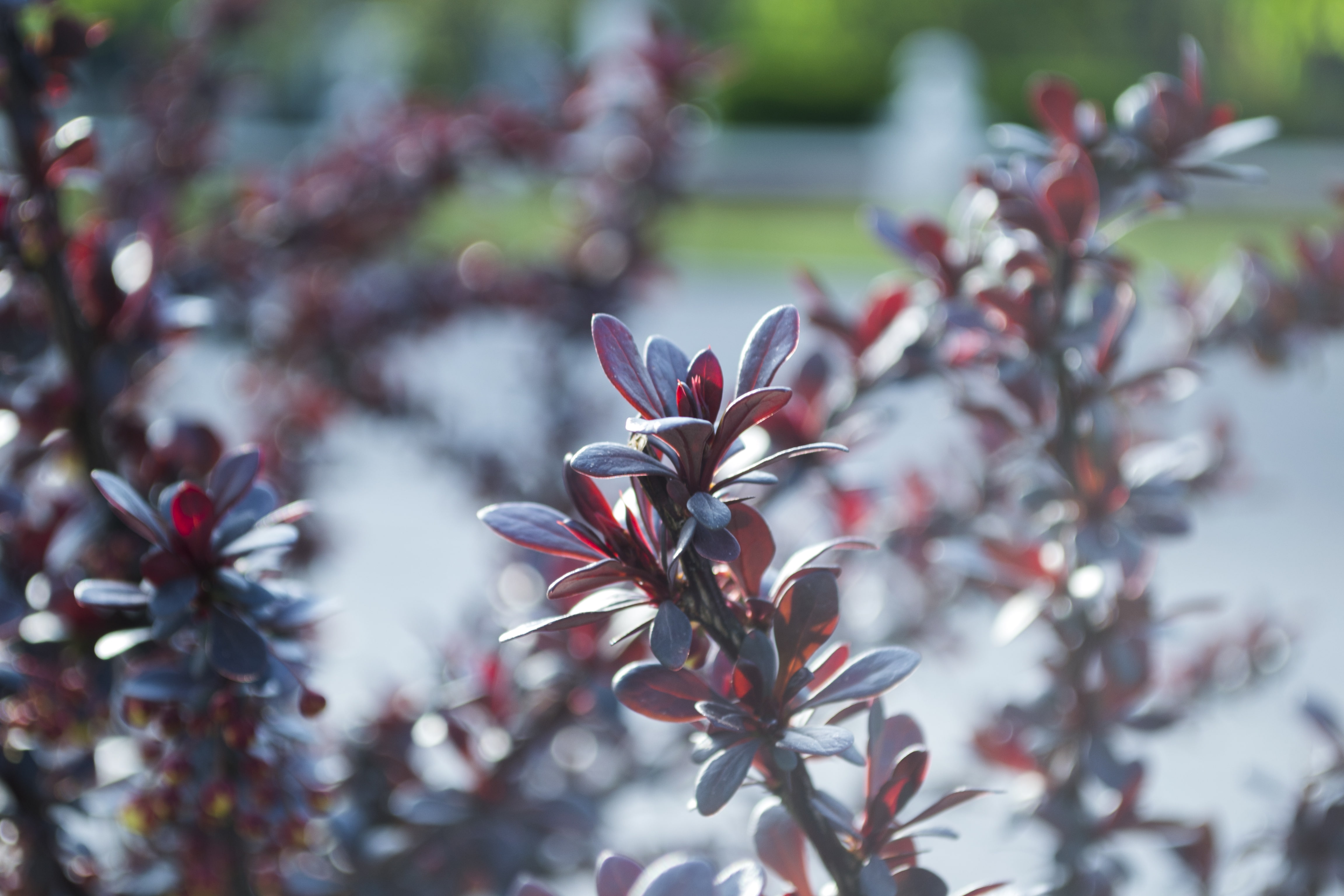 Spring, Herbarium, 4K, HD Wallpaper