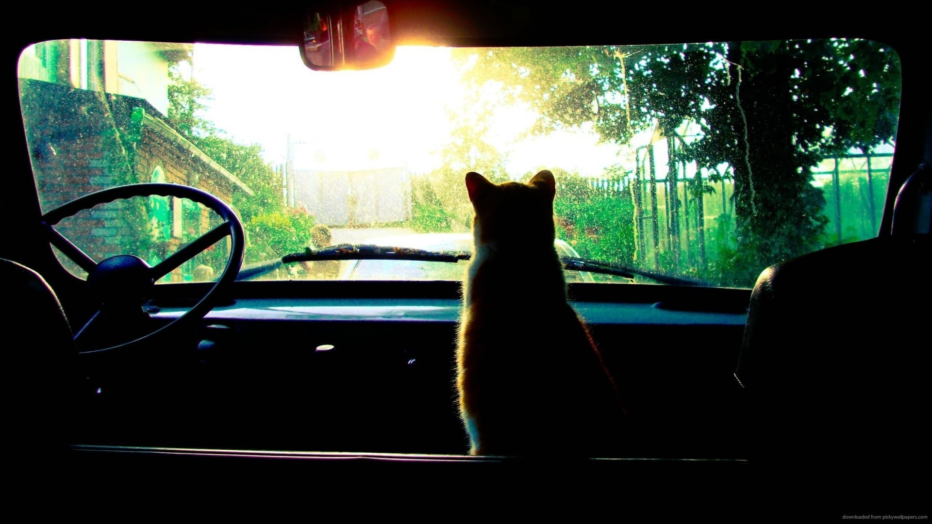 1080P, land vehicle, tree, window, mode of transportation, car interior, windshield, pets, transportation, vertebrate, domestic animals, animal, glass - material, HD Wallpaper
