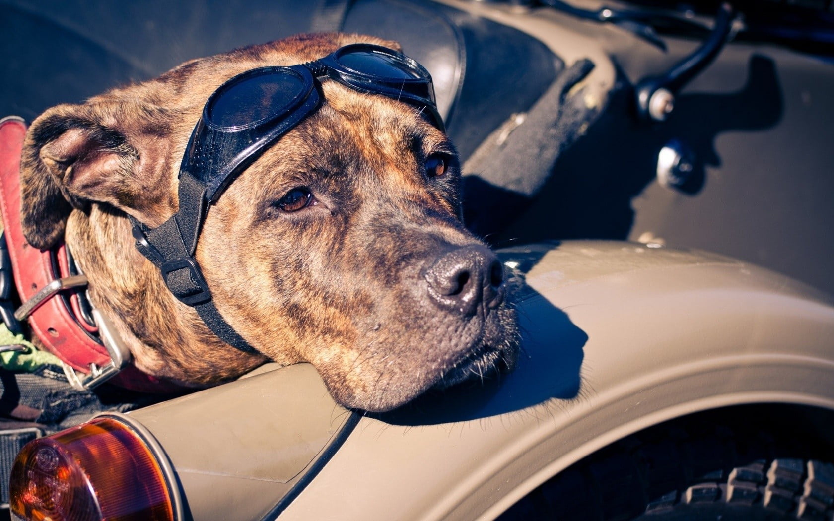 animal, vertebrate, mode of transportation, motor vehicle, canine, sunlight, transportation, animal head, pets, close-up, day, animals, domestic, untitled, HD Wallpaper