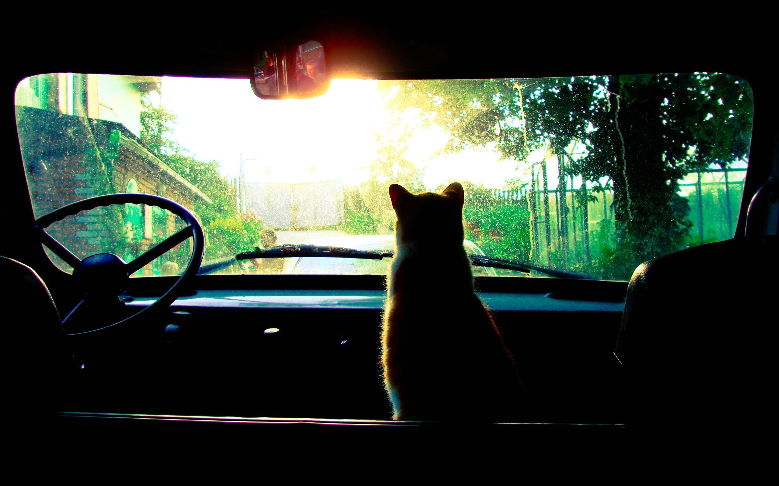 glass - material, sunlight, cat, car interior, pets, animal themes, sun rays, car, transparent, 2K, window, land vehicle, motor vehicle, domestic cat, HD Wallpaper