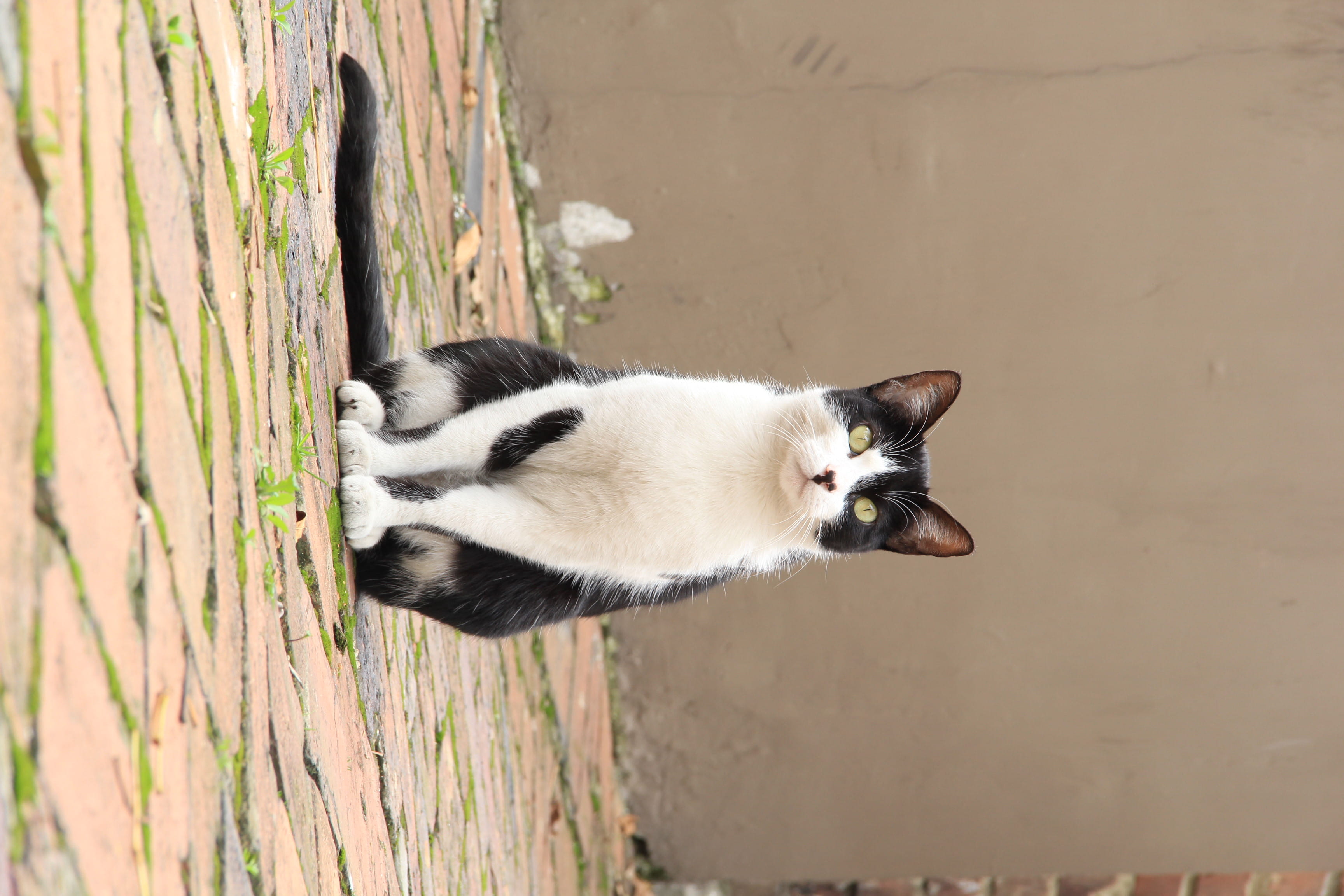 mammal, whisker, wood - material, 2K, looking, outdoors, nature, day, one animal, gato, domestic cat, no people, trunk, feline, colombia, vertebrate, white color, HD Wallpaper