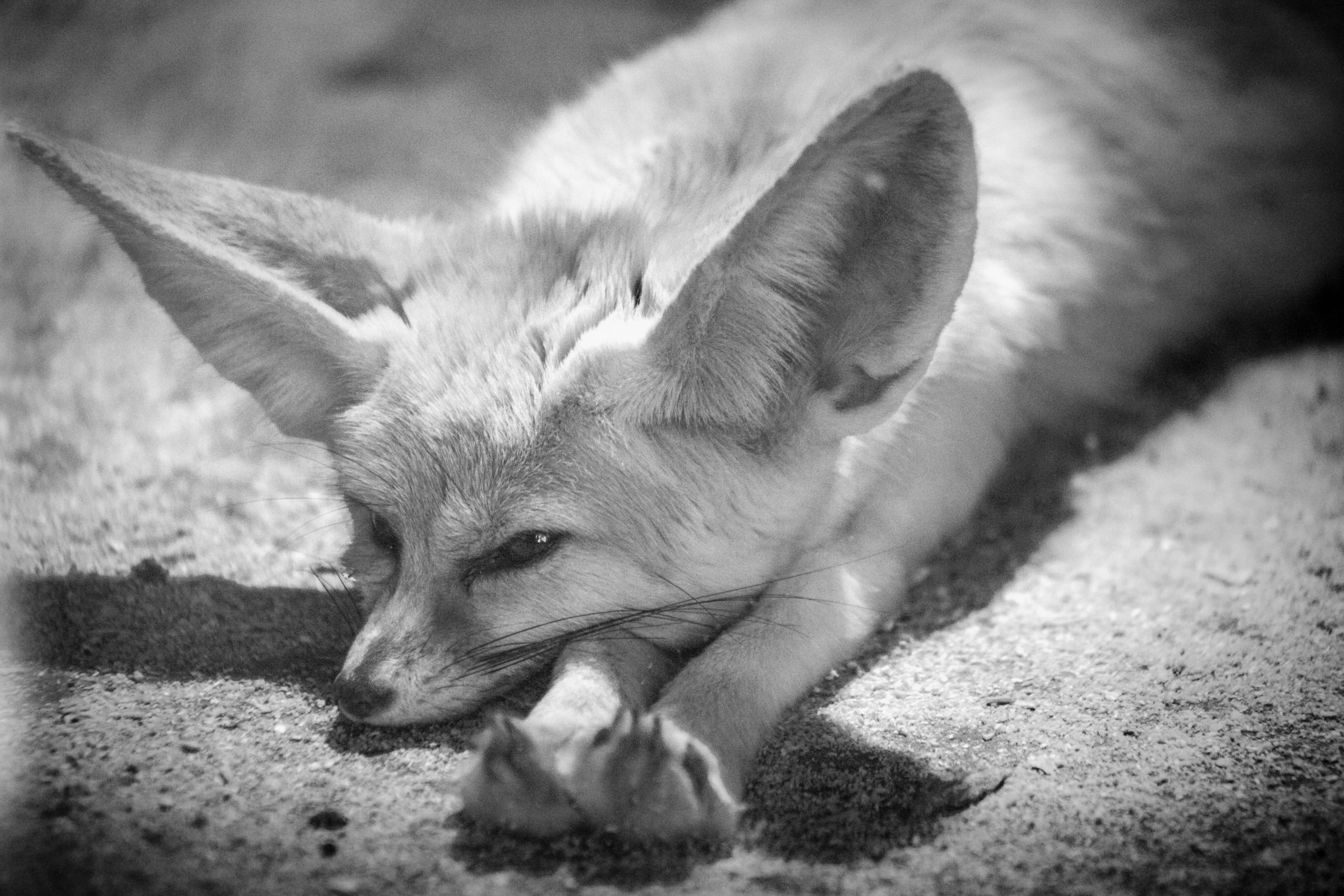 blanco y negro, wildlife, close-up, dog, vertebrate, pets, herbivorous, bandn, nandb, land, mammal, no people, bandw, monocromo, relaxation, animal head, HD Wallpaper