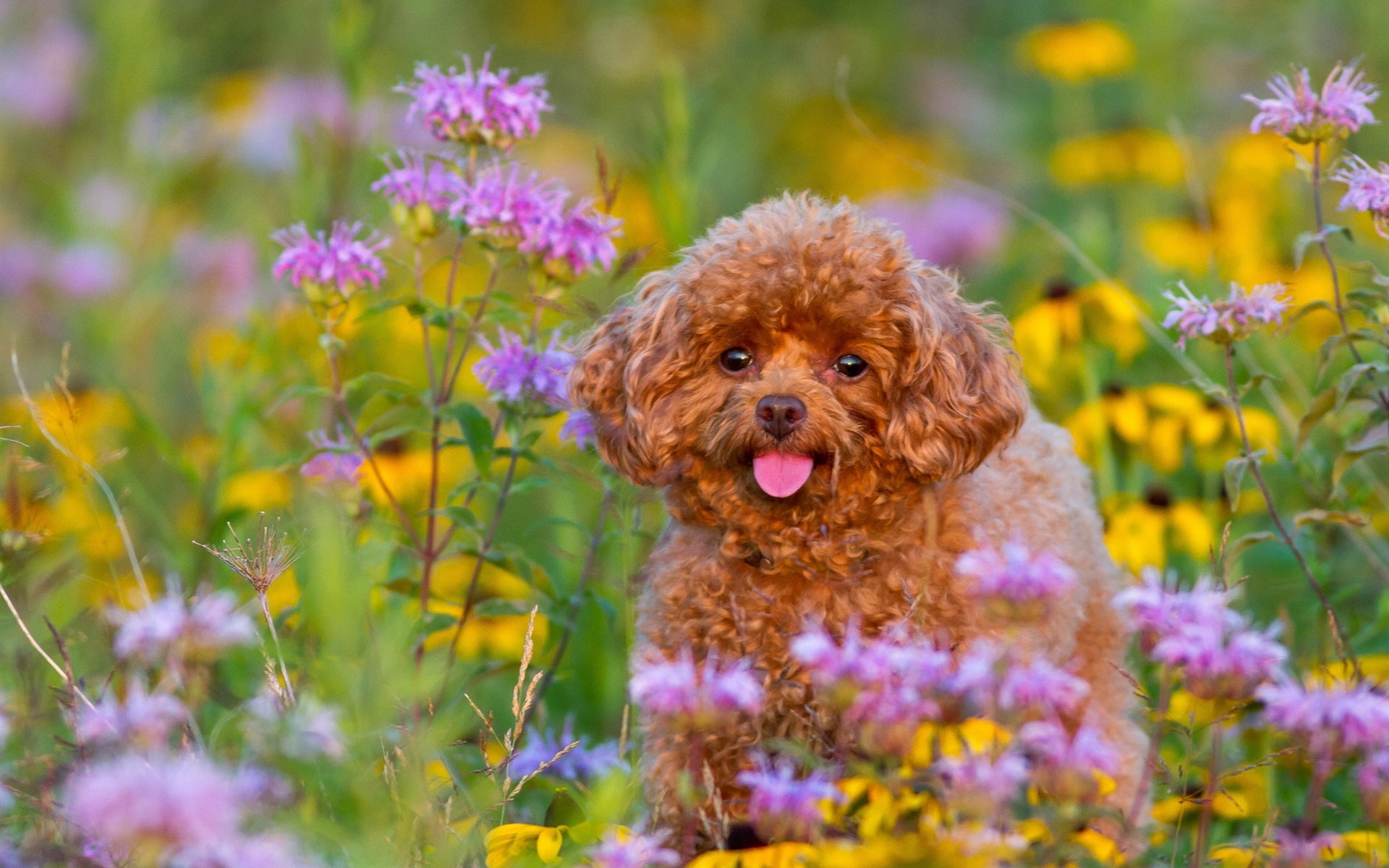 Poodle, 1080P, Flowers, Puppy, HD Wallpaper