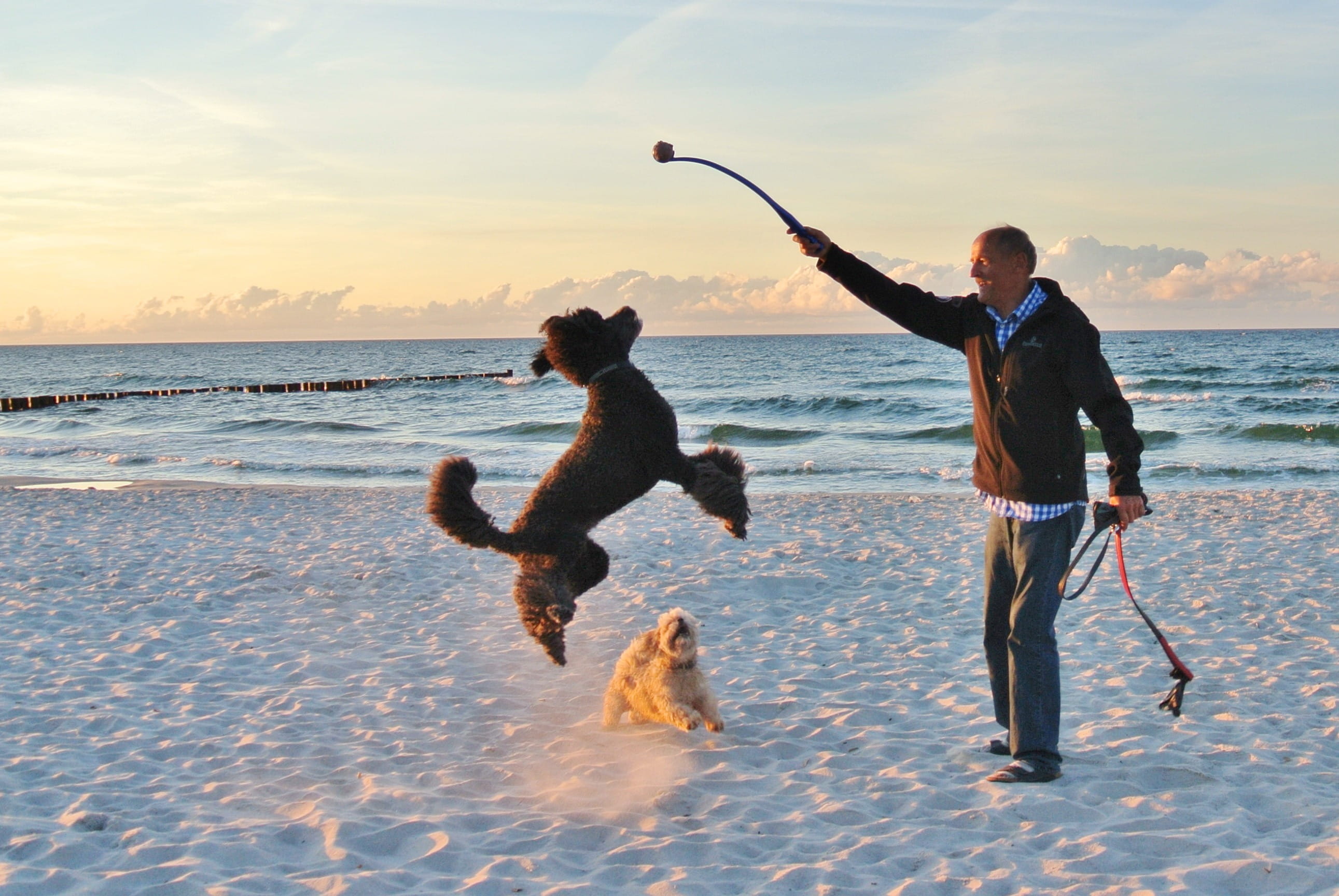 beach, near, horizon over water, play, toy, holding, full length, ocean, jacket, orange, one animal, scene, canine, fun, light, dog, water, clouds, motion, HD Wallpaper