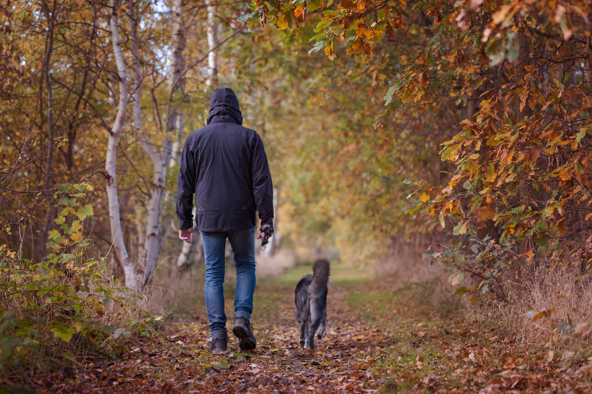 steps, man, black, nature, dog, fall foliage, pets, autumn, towards, togetherness, trees, pet owner, autumn walk, tree, away, friendship, walking, wearing, HD Wallpaper