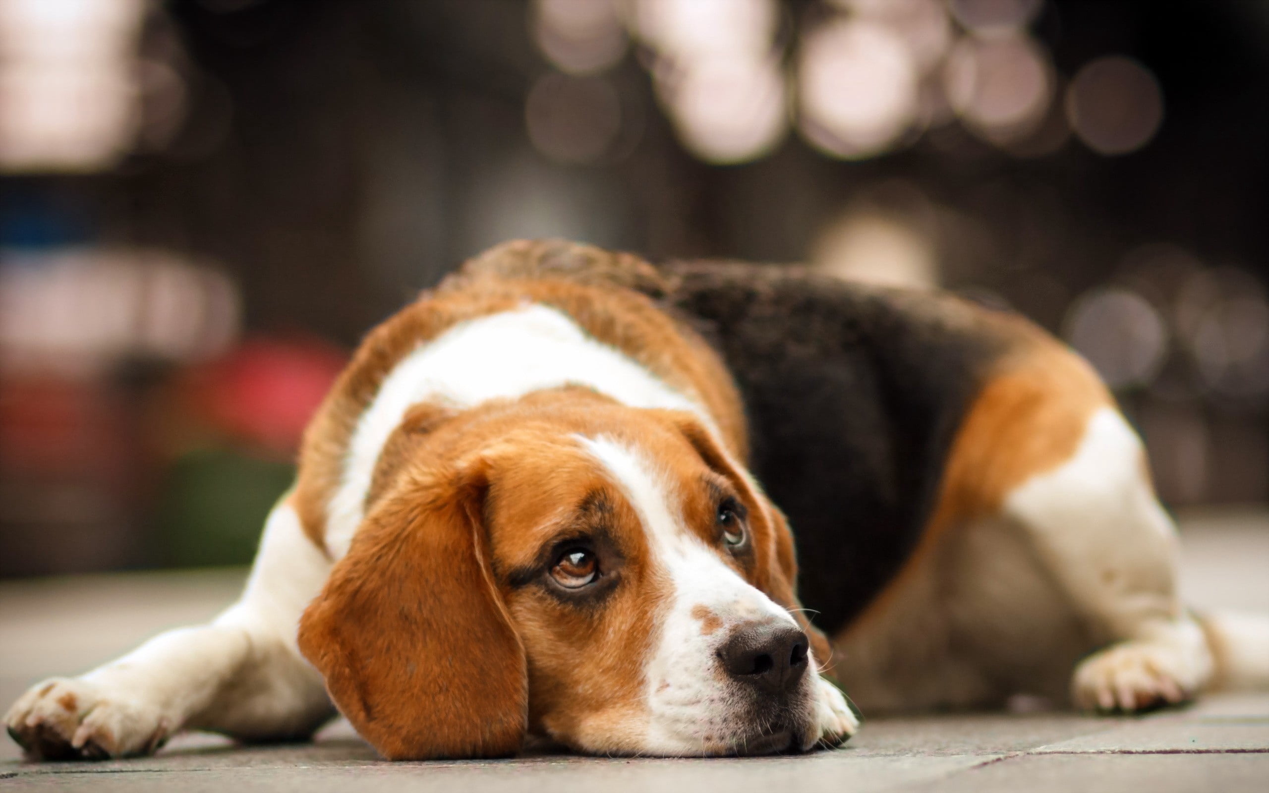 adult, puppy, brown, white, dog, focus on foreground, sad, no People, lying down, resting, looking, indoors, face, cute, sight, young Animal, innocence, HD Wallpaper