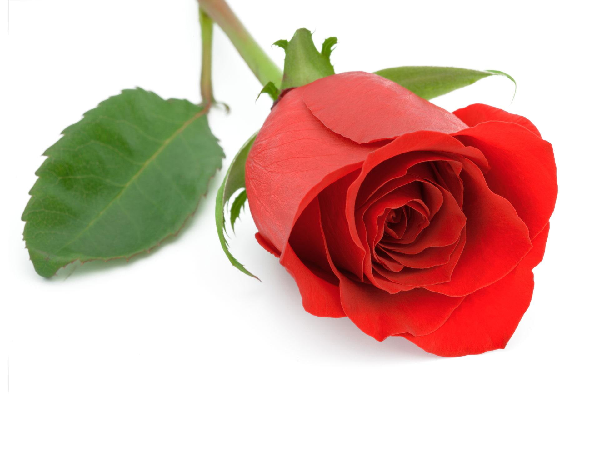 3d and abstract, rose, petals, bud, red, romantic, love, single, 1080P, HD Wallpaper