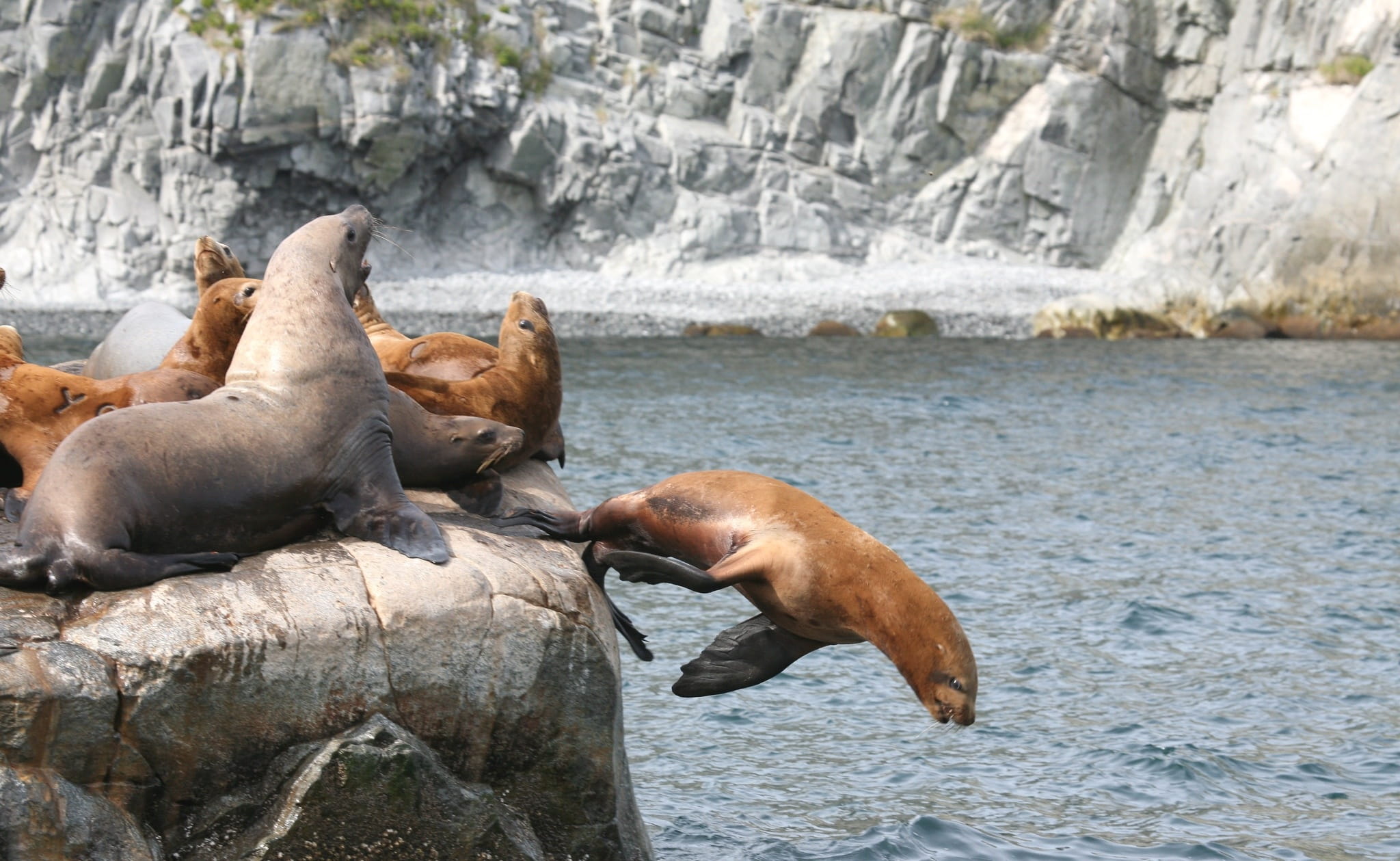 1080P, group of animals, Harem, brown, rock - object, animal, ocean, underwater, vertebrate, animal family, jump, land, body, mammal, water, sea, animal themes, HD Wallpaper