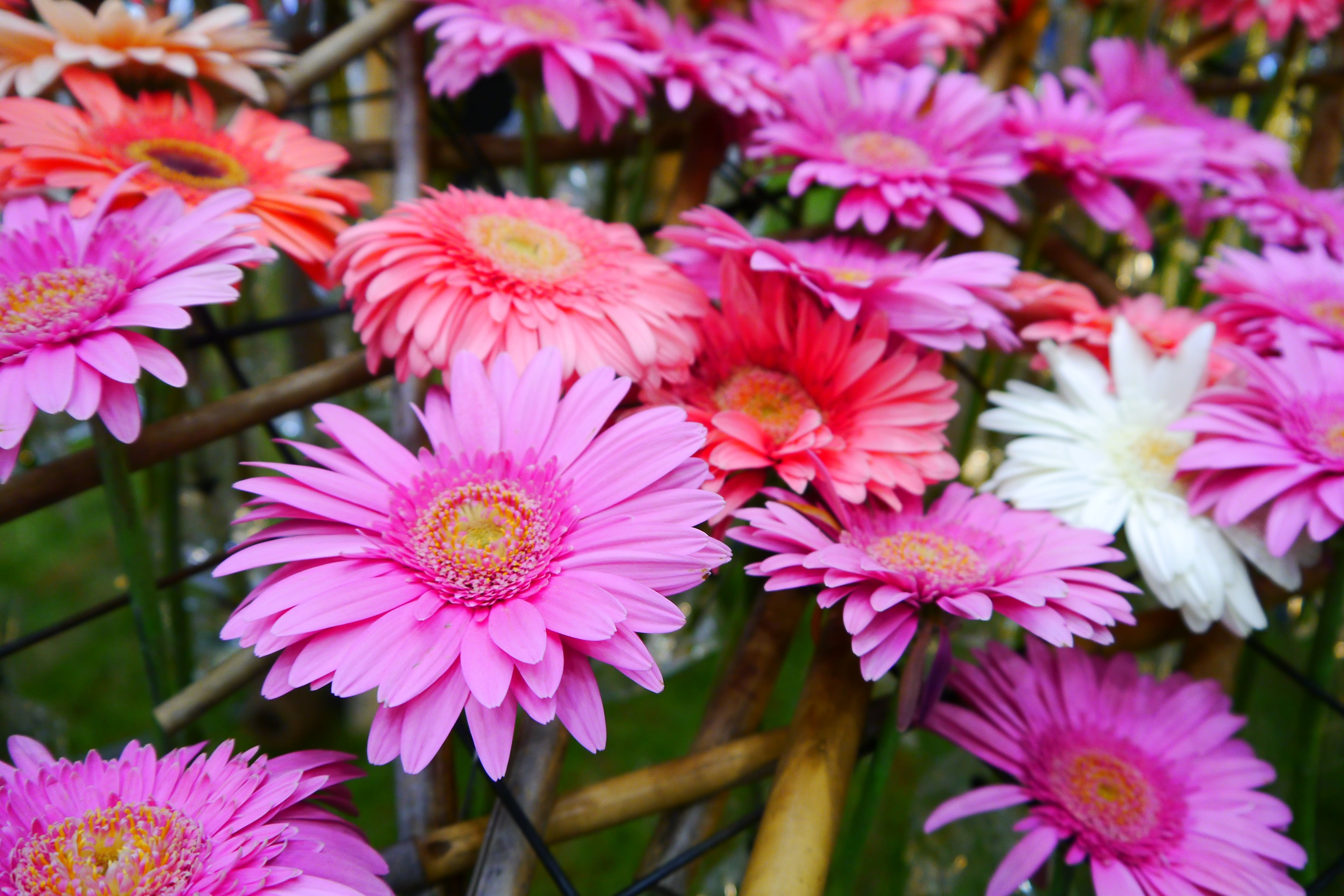 daegu, pink, nature, beauty in nature, fragility, inflorescence, flowering plant, 4K, petal, day, botany, tabitha, blossom, focus on foreground, growth, HD Wallpaper