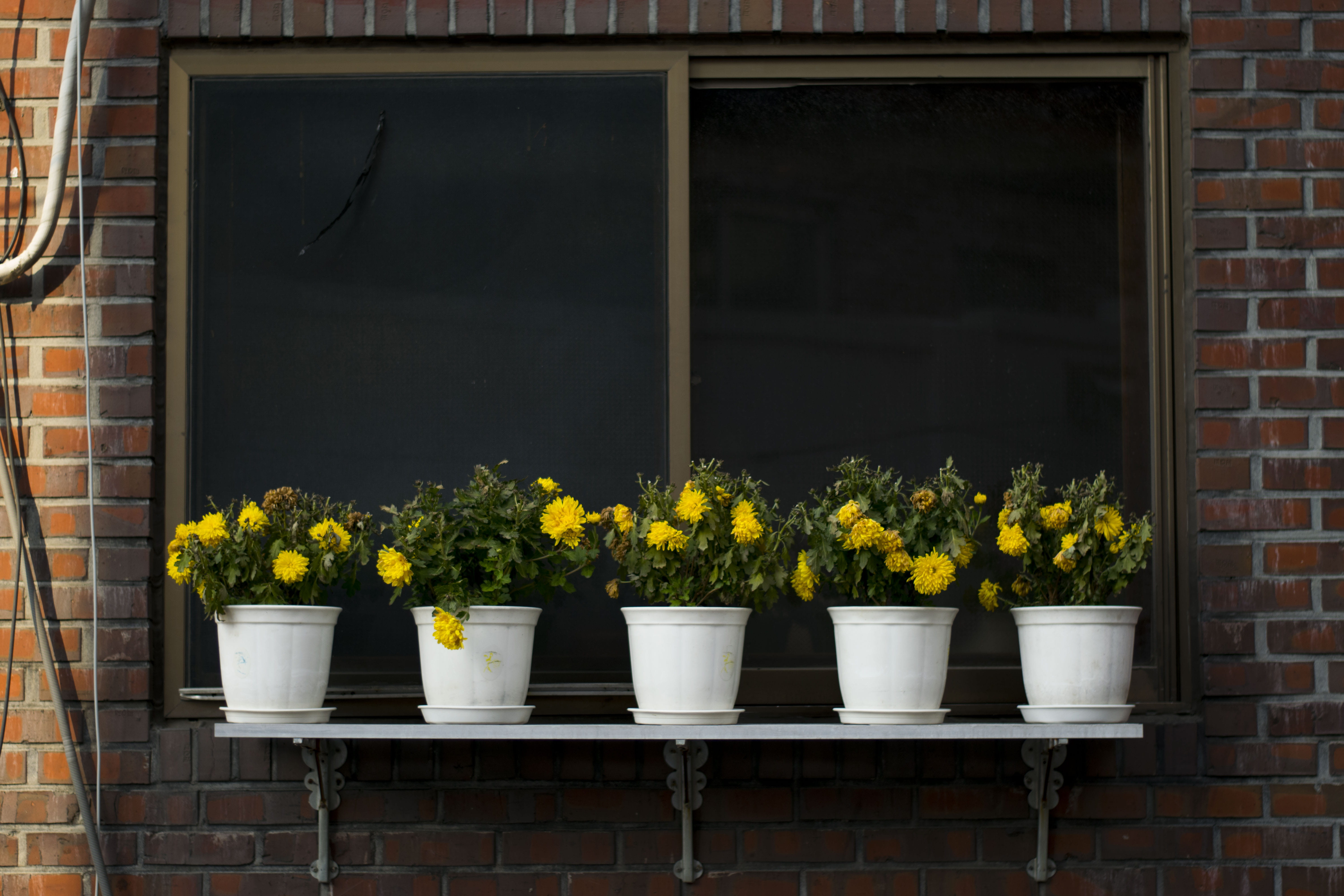 no people, street, flowers, building exterior, 5K, plant, brick, flower, flower pot, freshness, itaewon-dong, colours, day, balcony, window, architecture, HD Wallpaper