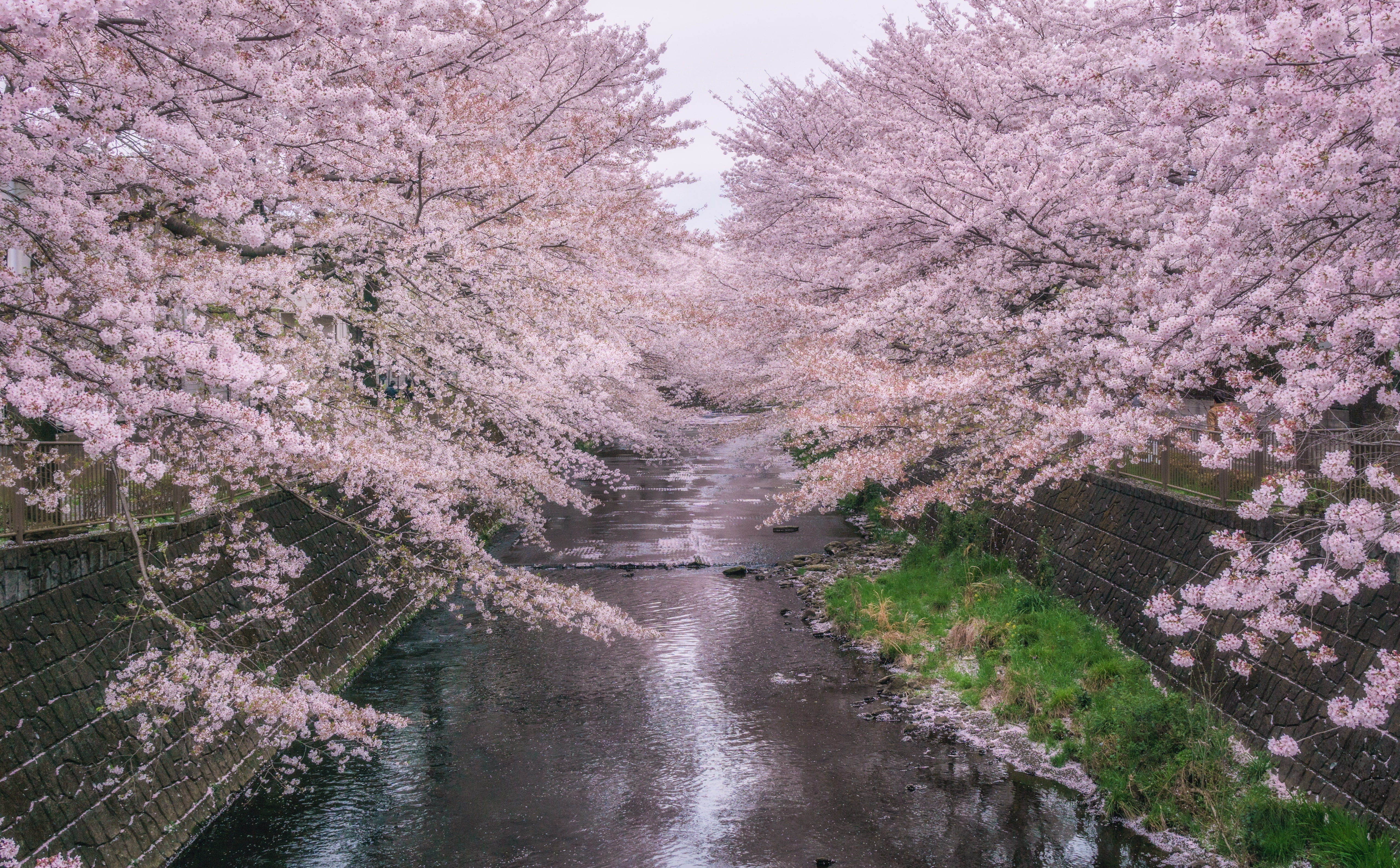 growth, flower, diminishing perspective, Seasons, blossom, blossoms, nature, Spring, beauty in nature, sakura, the way forward, cherry tree, ondagawa, beautiful, HD Wallpaper