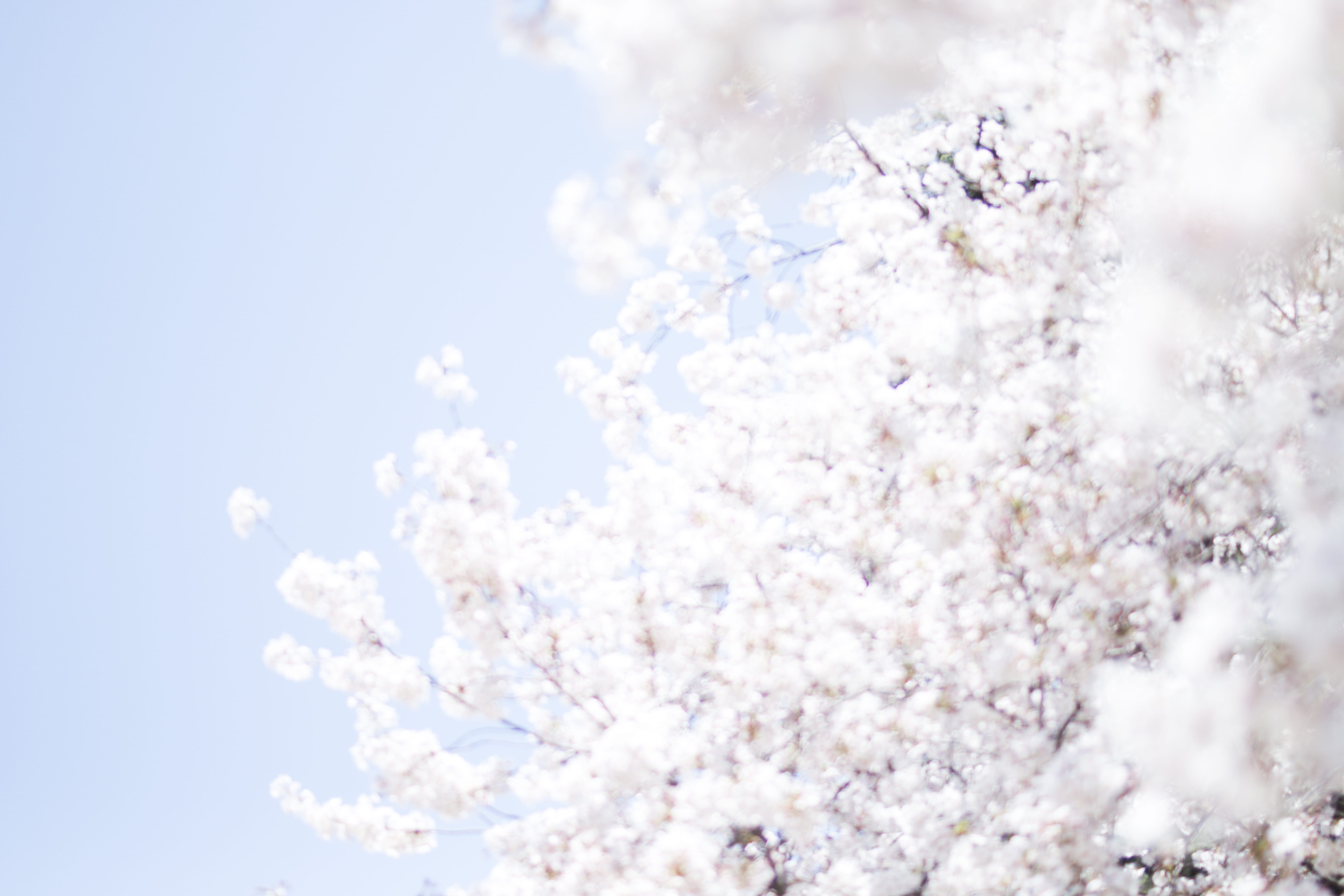 flowers, white, blossom, freshness, cherry tree, bright, cherry blossom, tokyo, flower, flowering plant, plant, springtime, 5K, beauty in nature, japan, HD Wallpaper
