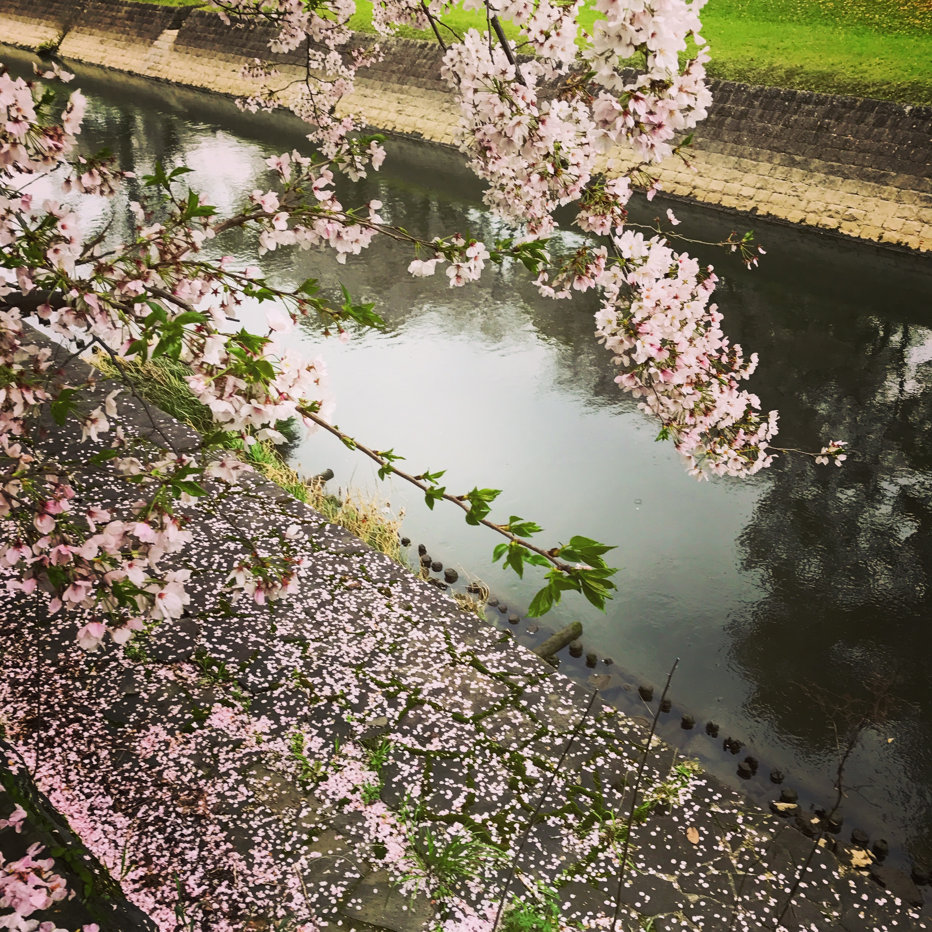 outdoors, spring, no people, flowering plant, fragility, castle, freshness, tree, plant, pink, day, springtime, japan, flower, vulnerability, canal, sakura, Phone HD Wallpaper