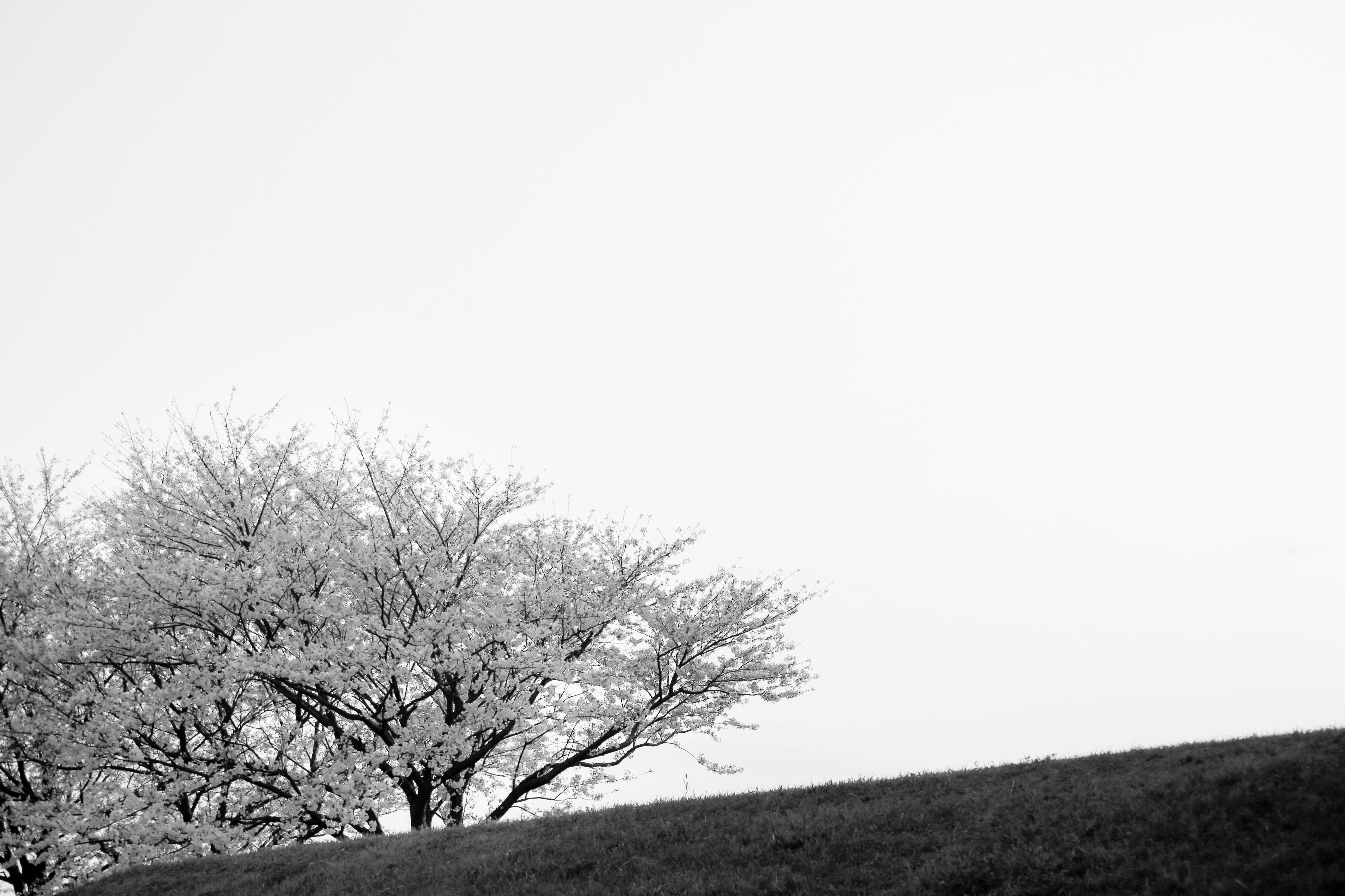 day, branch, nature, bare tree, field, scenics - nature, street, non-urban scene, 5K, sky, clear sky, cherryblossom, isolated, monochrome, copy space, HD Wallpaper