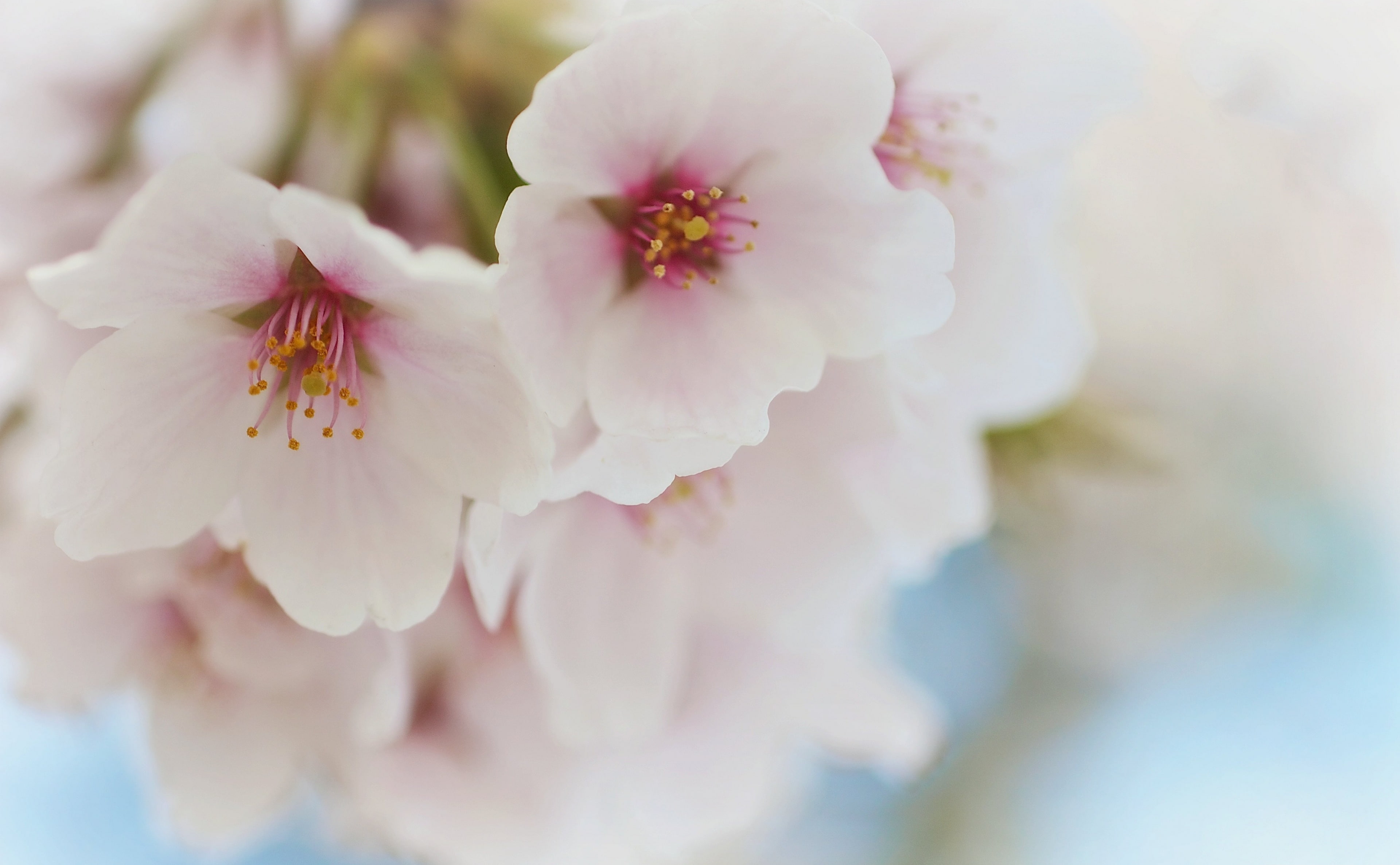 Dreamy, Beautiful, flowering plant, pink color, shimao, toyama, Spring, no people, outdoors, day, freshness, Aero, pollen, growth, vulnerability, flower head, HD Wallpaper