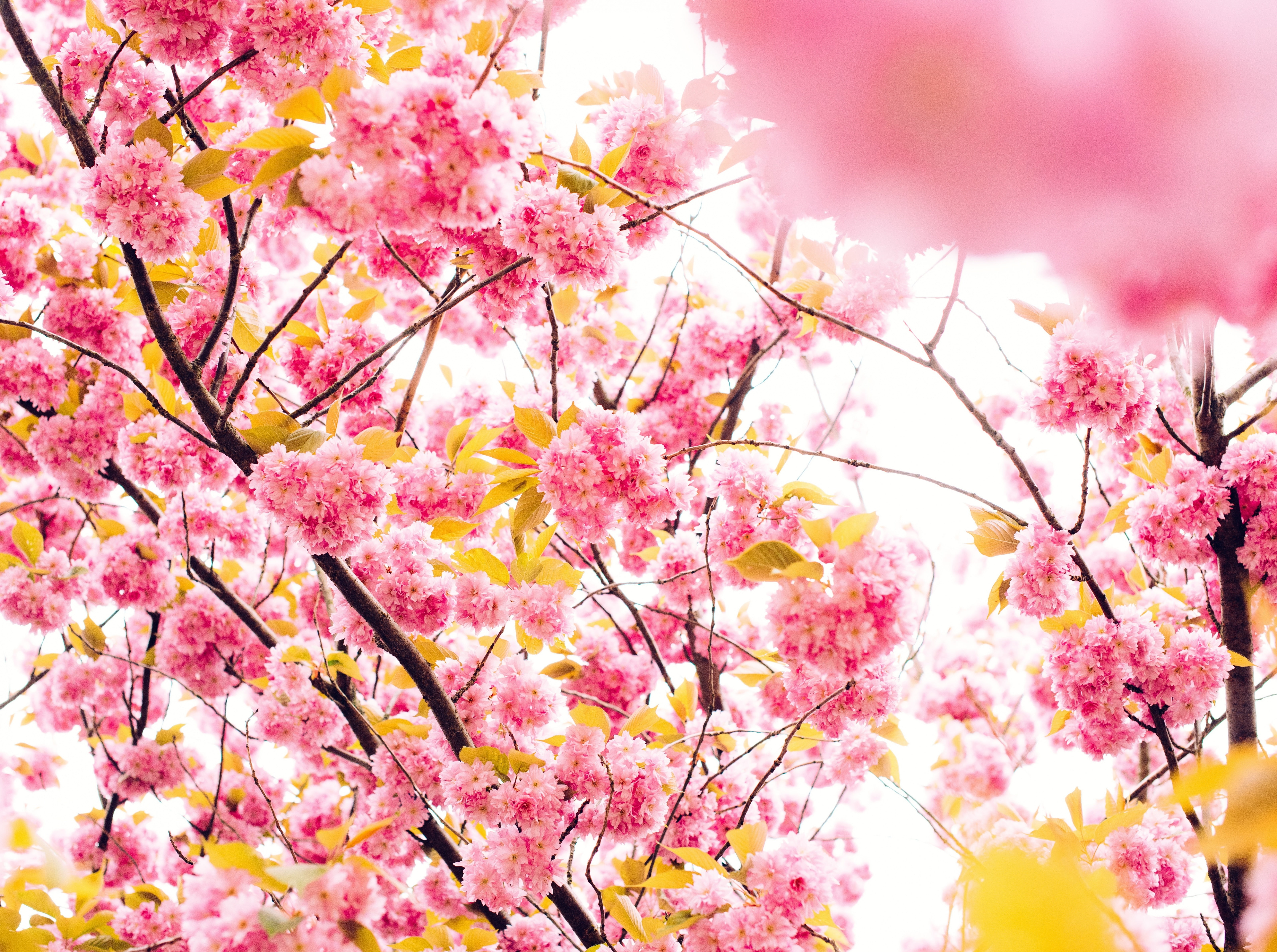 growth, cherry, fragility, flower, flowers, plant, backgrounds, no people, outdoors, flowering plant, close-up, freshness, low angle view, branch, cherry blossom, HD Wallpaper