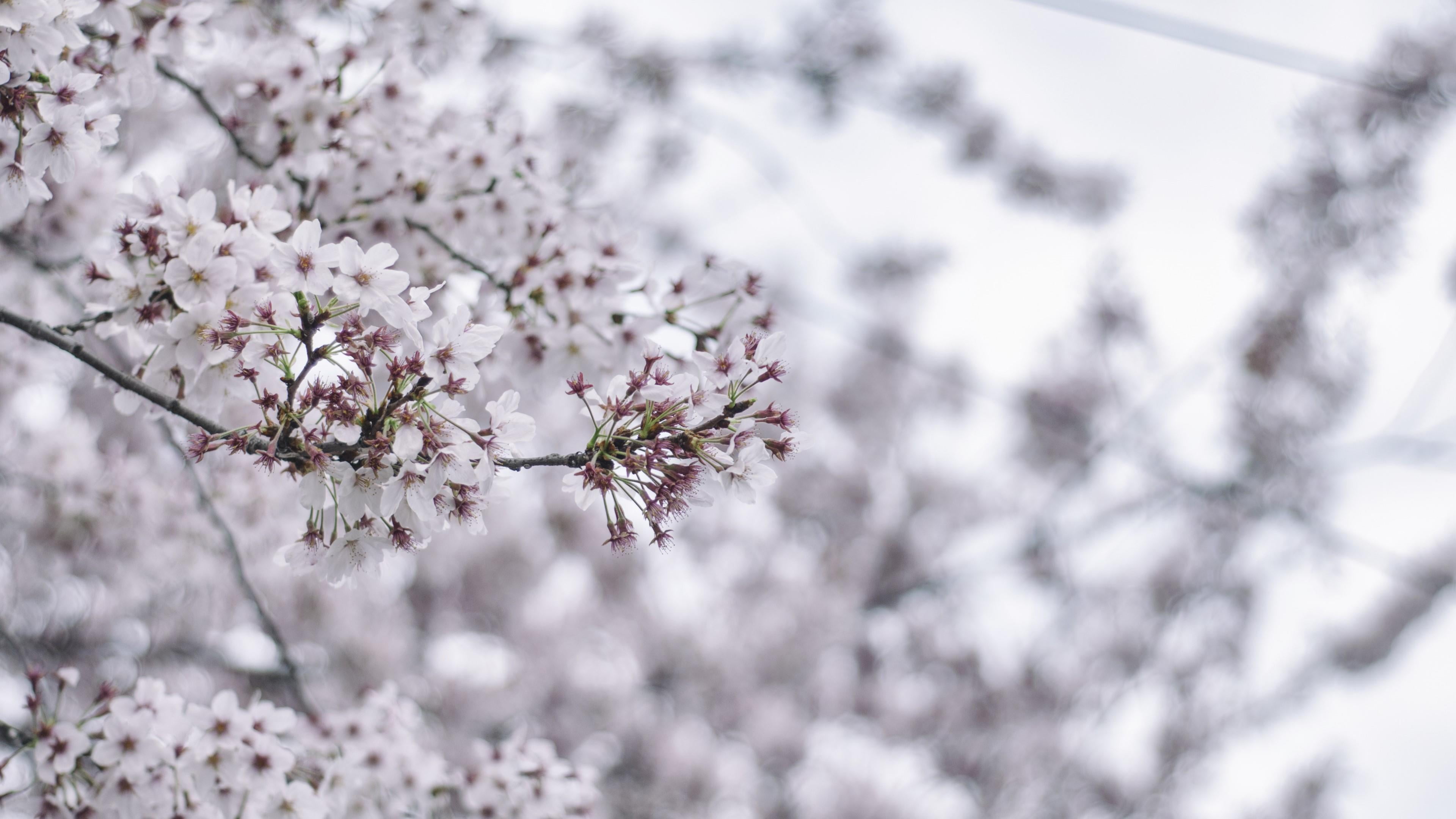 white color, beauty in nature, freshness, cherry blossom, tree, flower, fragility, outdoors, blossom, cherry tree, growth, 4K, springtime, focus on foreground, HD Wallpaper