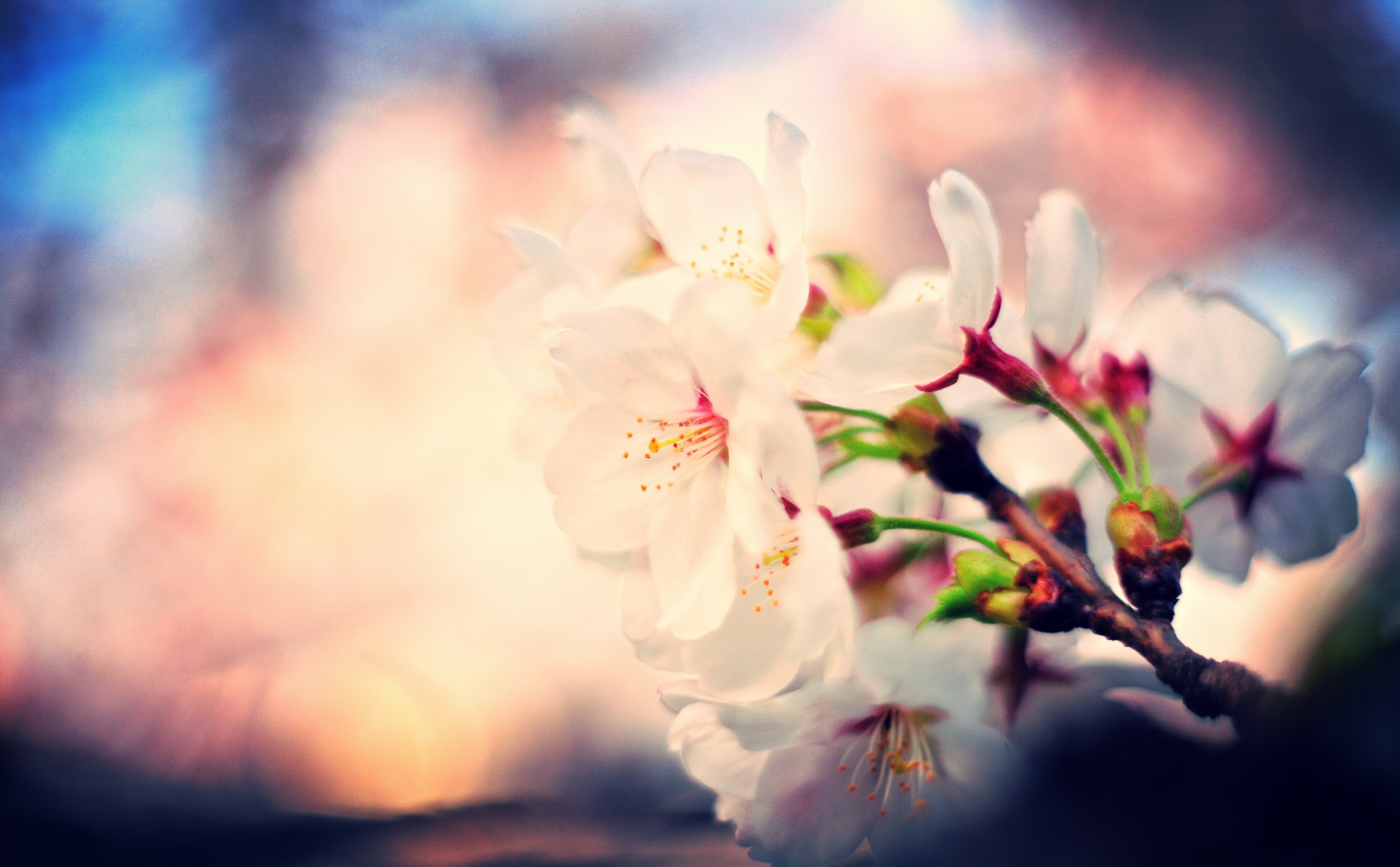 sakura, 5K, tree, Spring, flower, day, freshness, pollen, pink color, cherryblossom, selective focus, no people, beauty in nature, close-up, Flowers, Vintage, HD Wallpaper