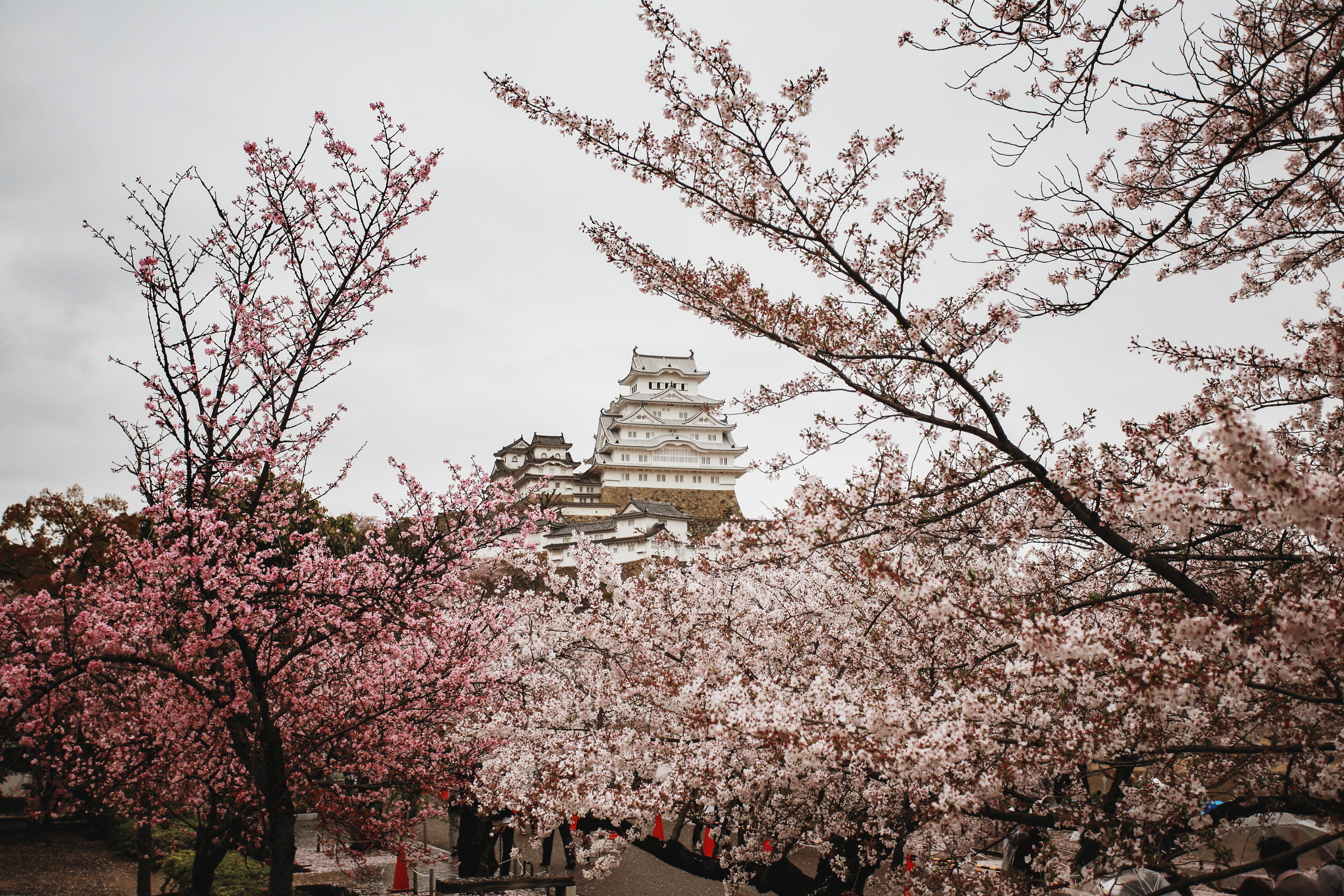 4K, history, low angle view, blossom, tank, tree, military, vehicle, nature, pink color, cherry tree, fragility, outdoors, springtime, flower, flowering plant, HD Wallpaper
