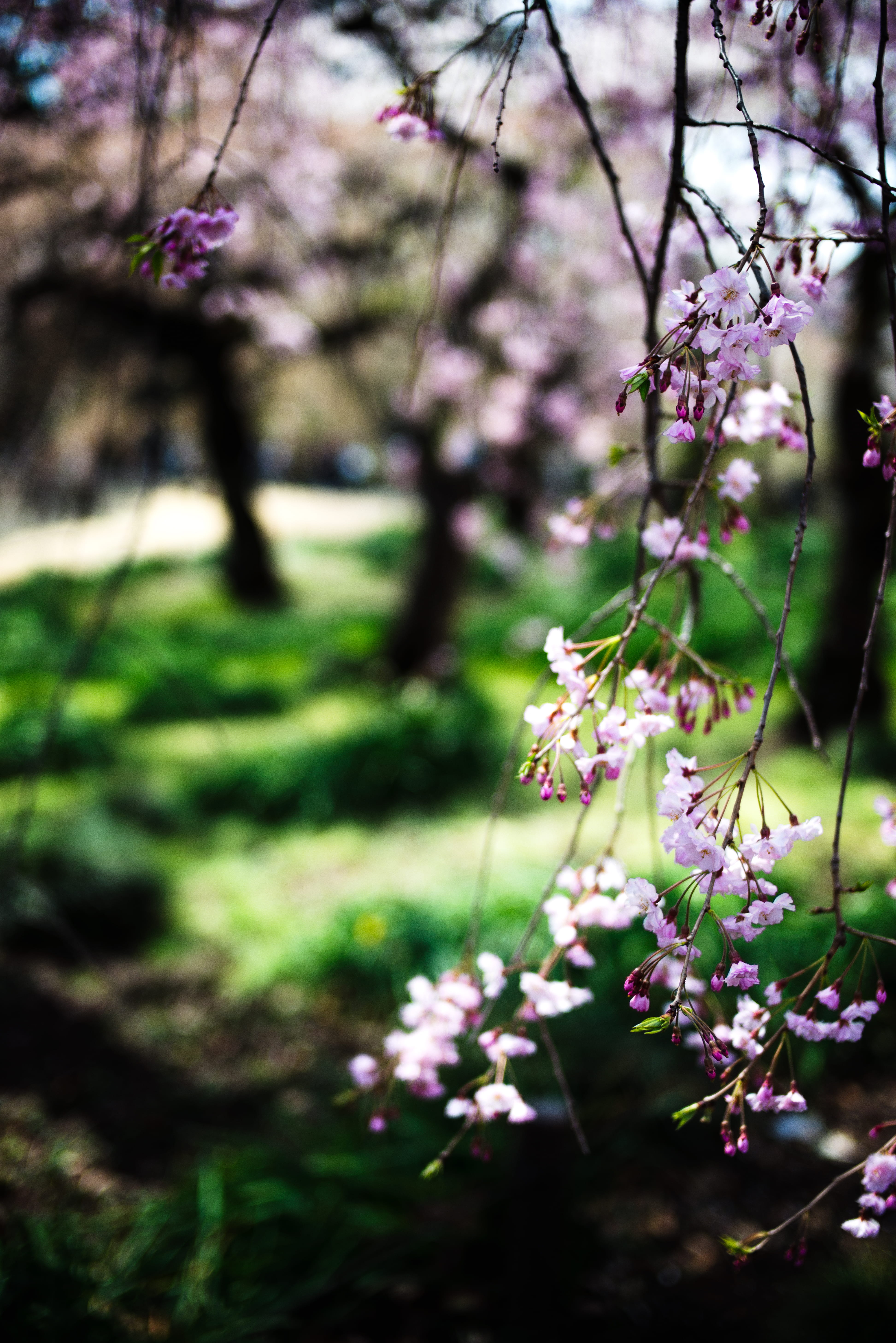 blossom, park, freshness, no people, day, spring, tree, outdoors, flower head, zen, flower, cherry tree, sakura, shinjuku-ku, plant, purple, cherryblossom, Phone HD Wallpaper