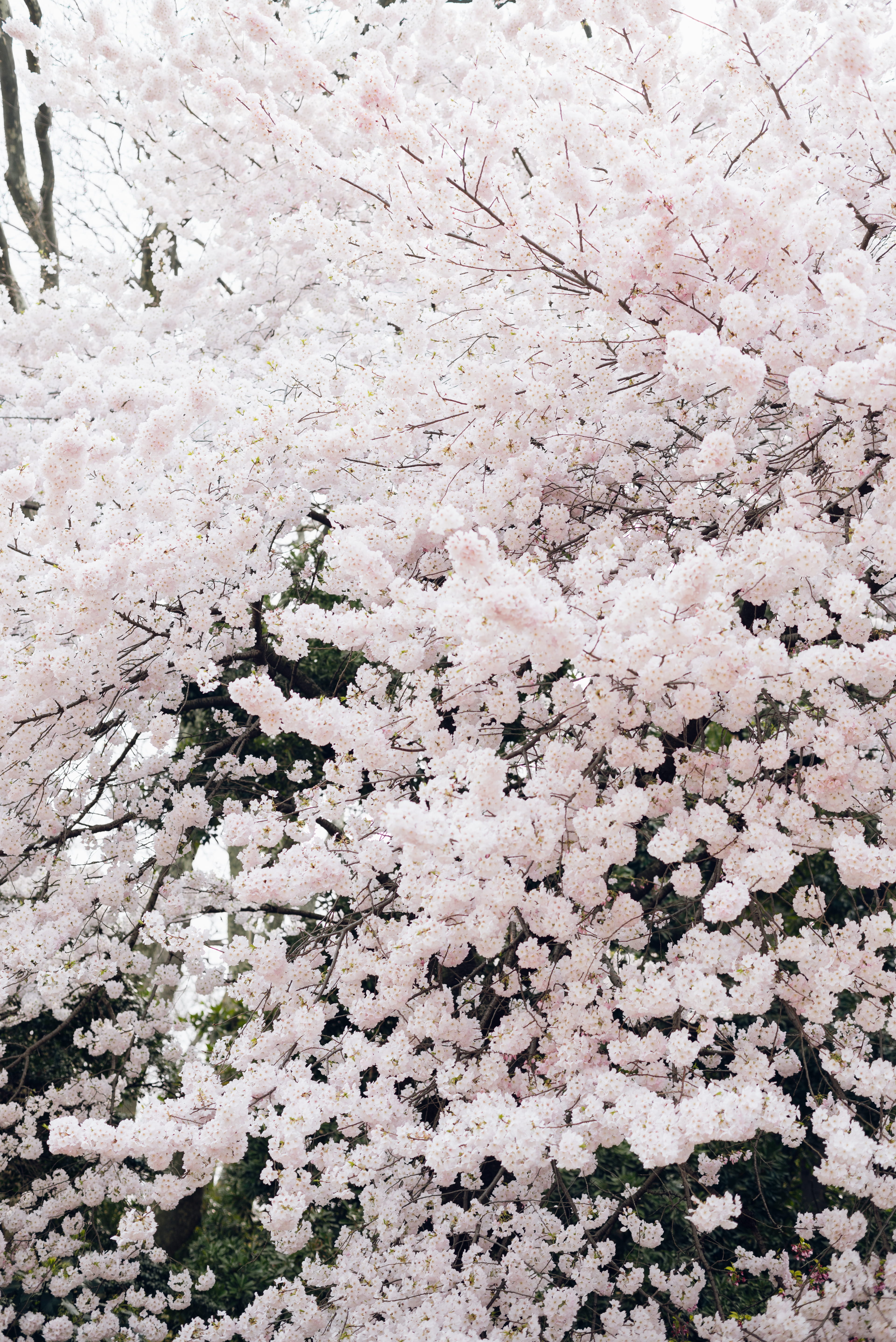 cherryblossom, white color, backgrounds, 5K, flowering plant, nature, bloom, no people, close-up, sakura, plant, tree, vulnerability, growth, Phone HD Wallpaper