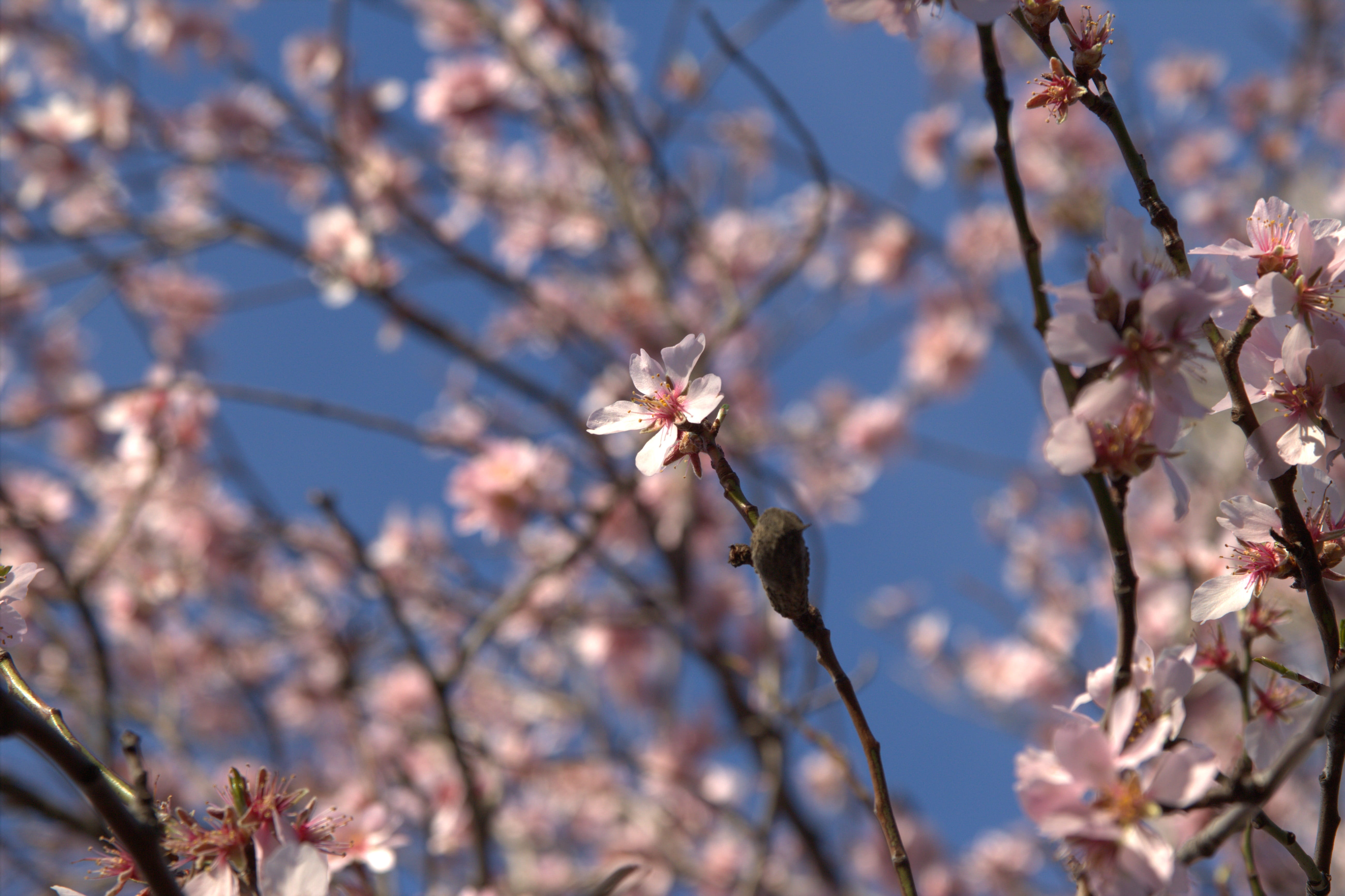 outdoors, petals, vulnerability, petal, flowers, nature, fragility, beauty in nature, springtime, cherryblossom, cherry petals, day, close-up, spring bloom, HD Wallpaper