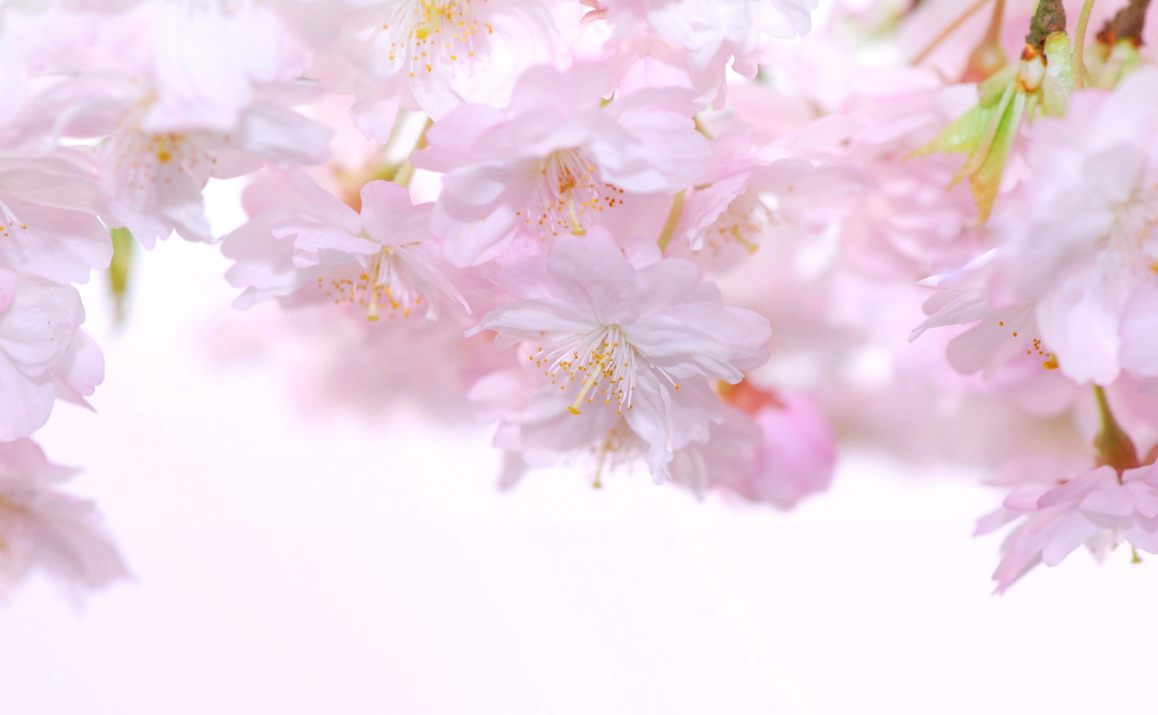 Cute, freshness, Pink, japanesecherryblossom, flower head, growth, Cherry, blossom, selective focus, branch, Close, Bloom, close-up, plant, cherry blossom, HD Wallpaper