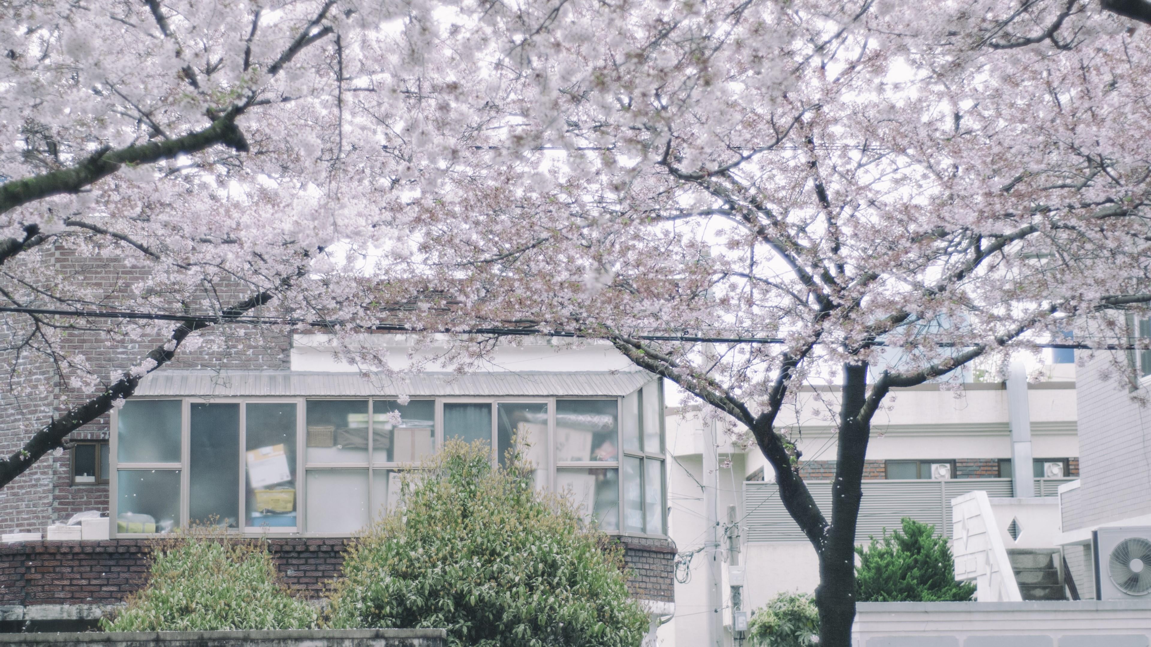 tree, cherryblossom, cherry blossom, nature, 4K, fragility, city, branch, building, architecture, day, outdoors, built structure, building exterior, freshness, HD Wallpaper