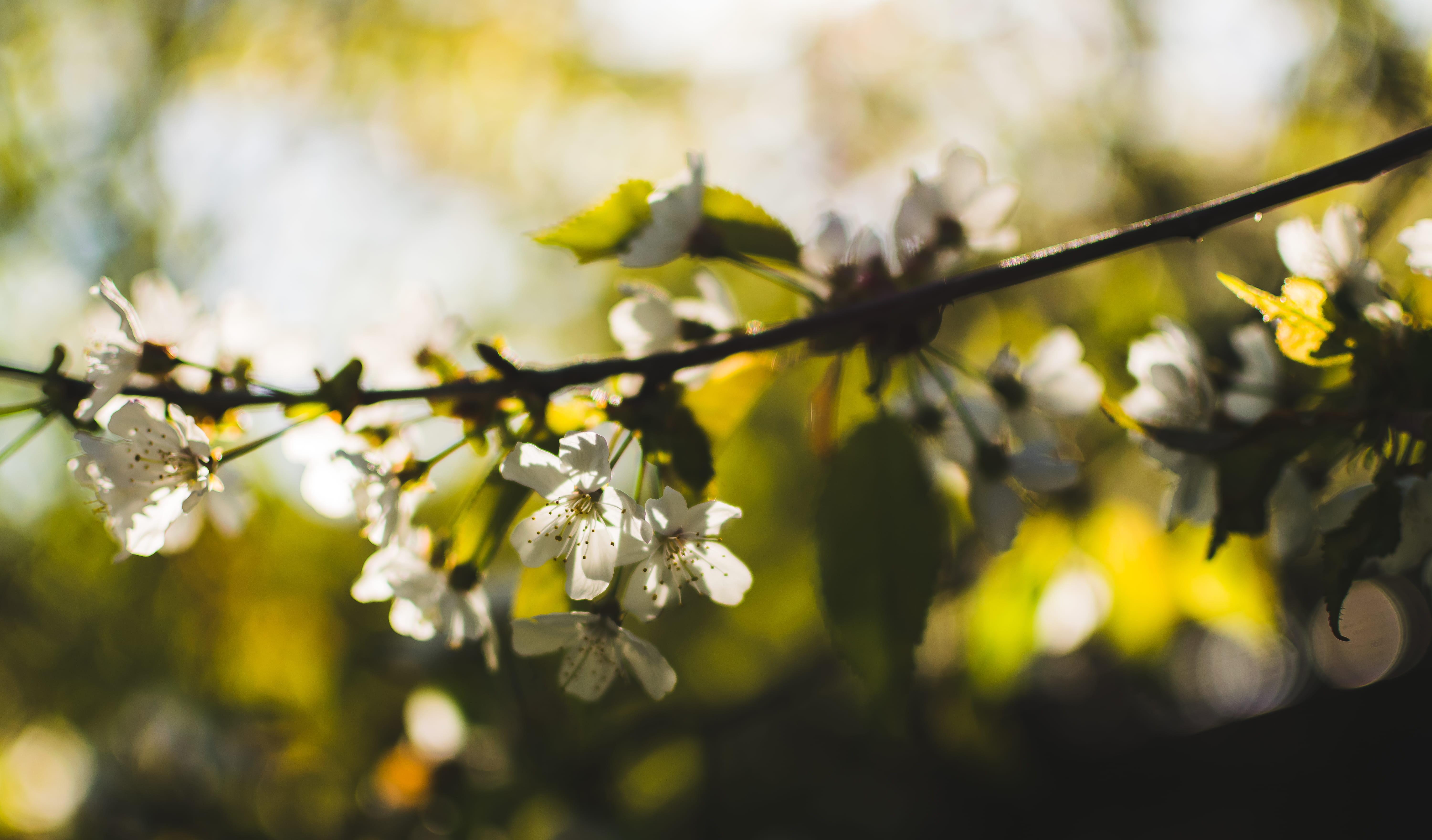 fragility, plant, tree, leaf, cherryblossoms, flowers, twig, petal, growth, flower, flower head, cherry tree, spring, bud, cherry blossom, vulnerability, HD Wallpaper