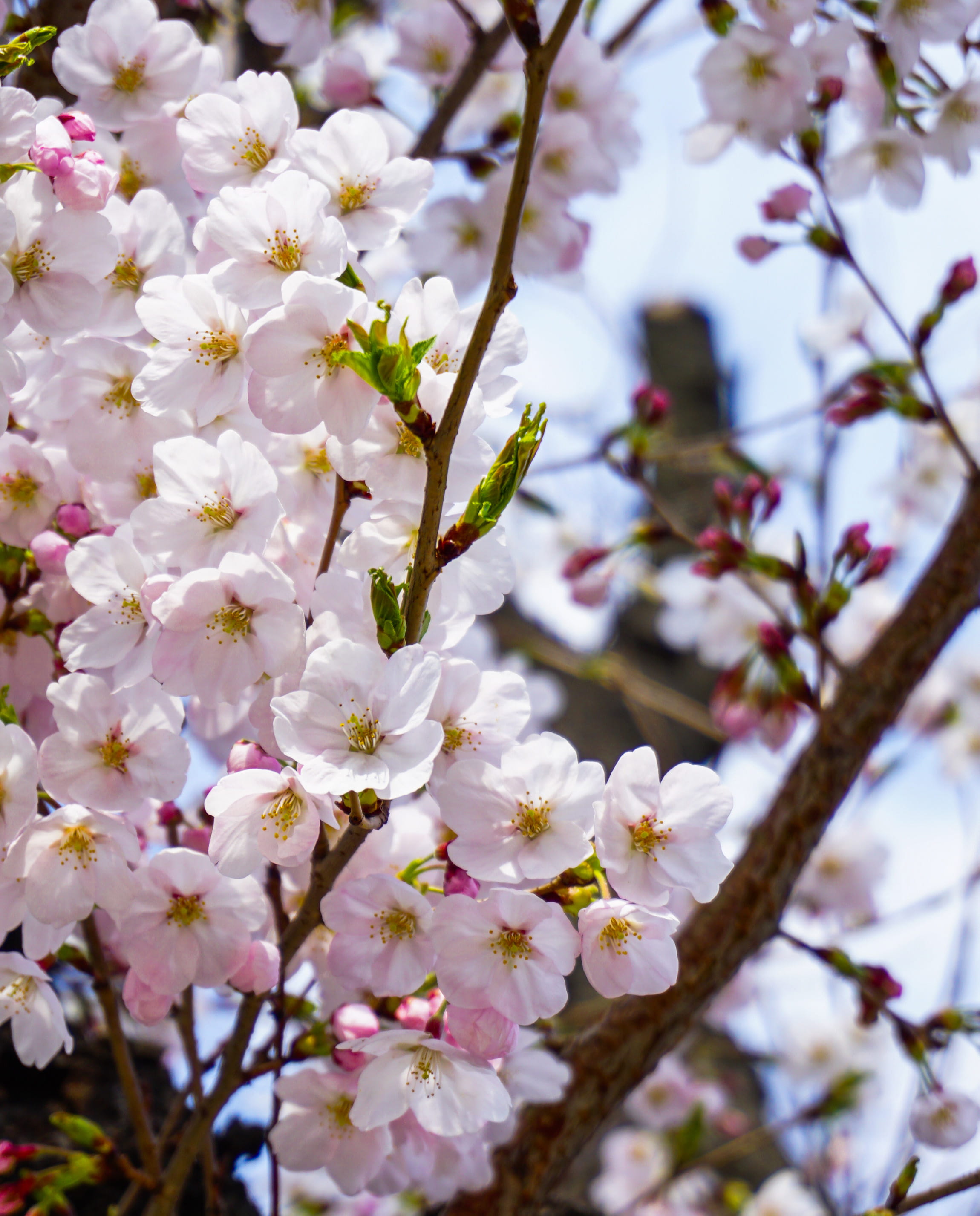 2K, cherry blossom, korea, botany, flower, springseason, freshness, cherryblossoms, spring, pink, petal, focus on foreground, pollen, south korea, branch, Phone HD Wallpaper