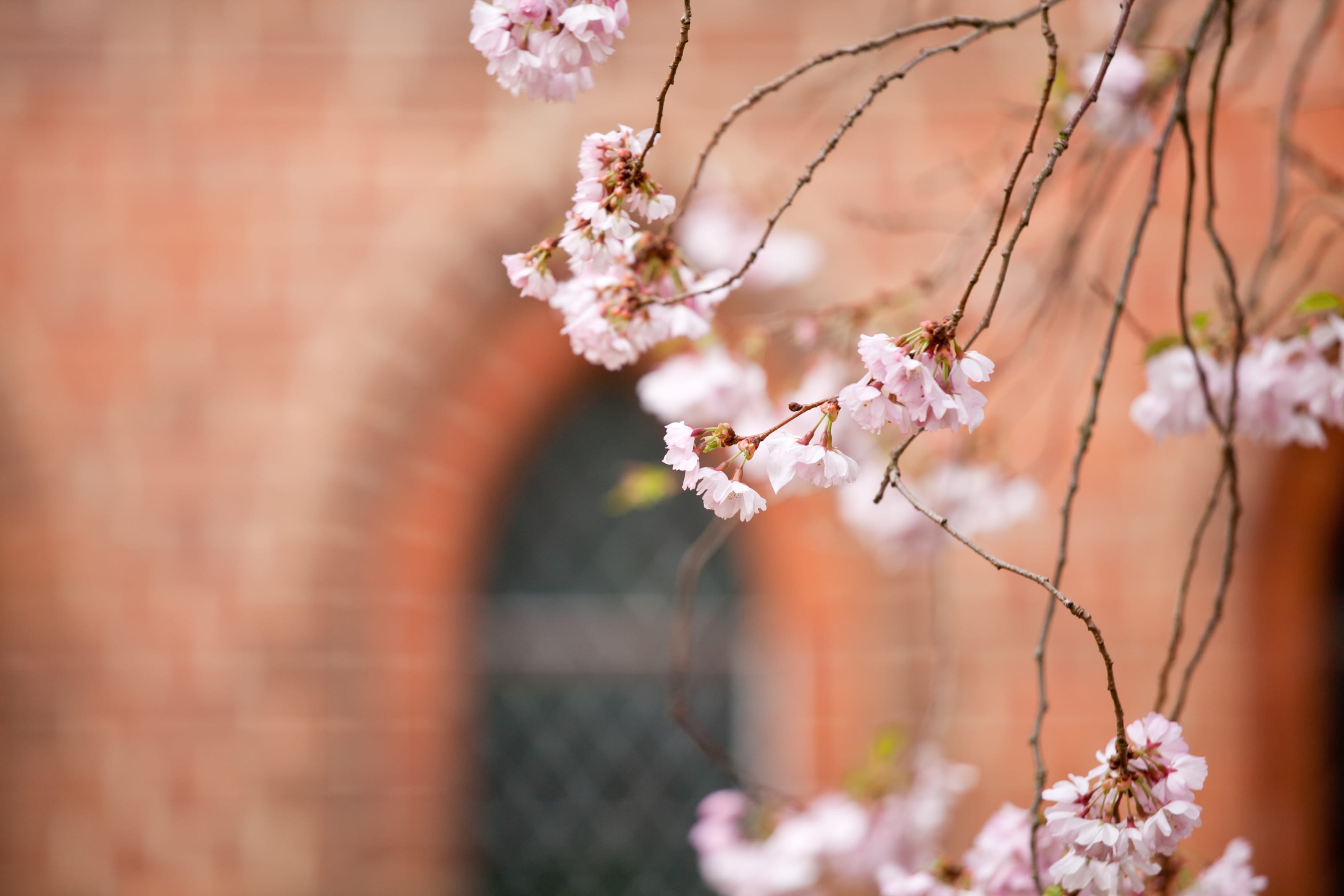 petaled, selective, cherry blossom, softness, flower, beauty in nature, fragility, ebstorf abbey, selective focus, branch, spring blossom, flowers, plant, HD Wallpaper