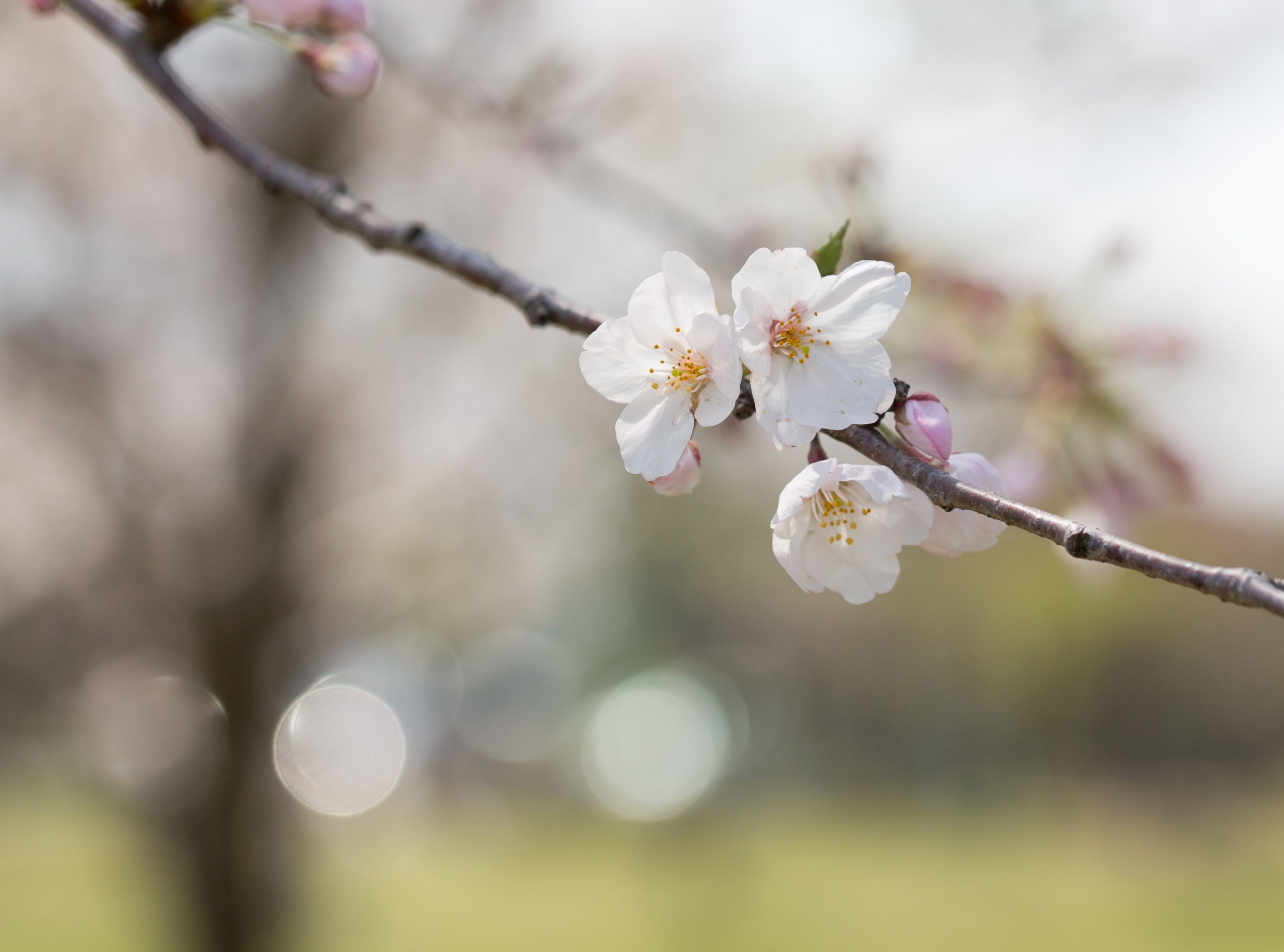 tree, pollen, cherry tree, inflorescence, cherryblossom, beauty in nature, white color, flowering plant, petal, plum blossom, twig, f004, cherry, tamron, HD Wallpaper